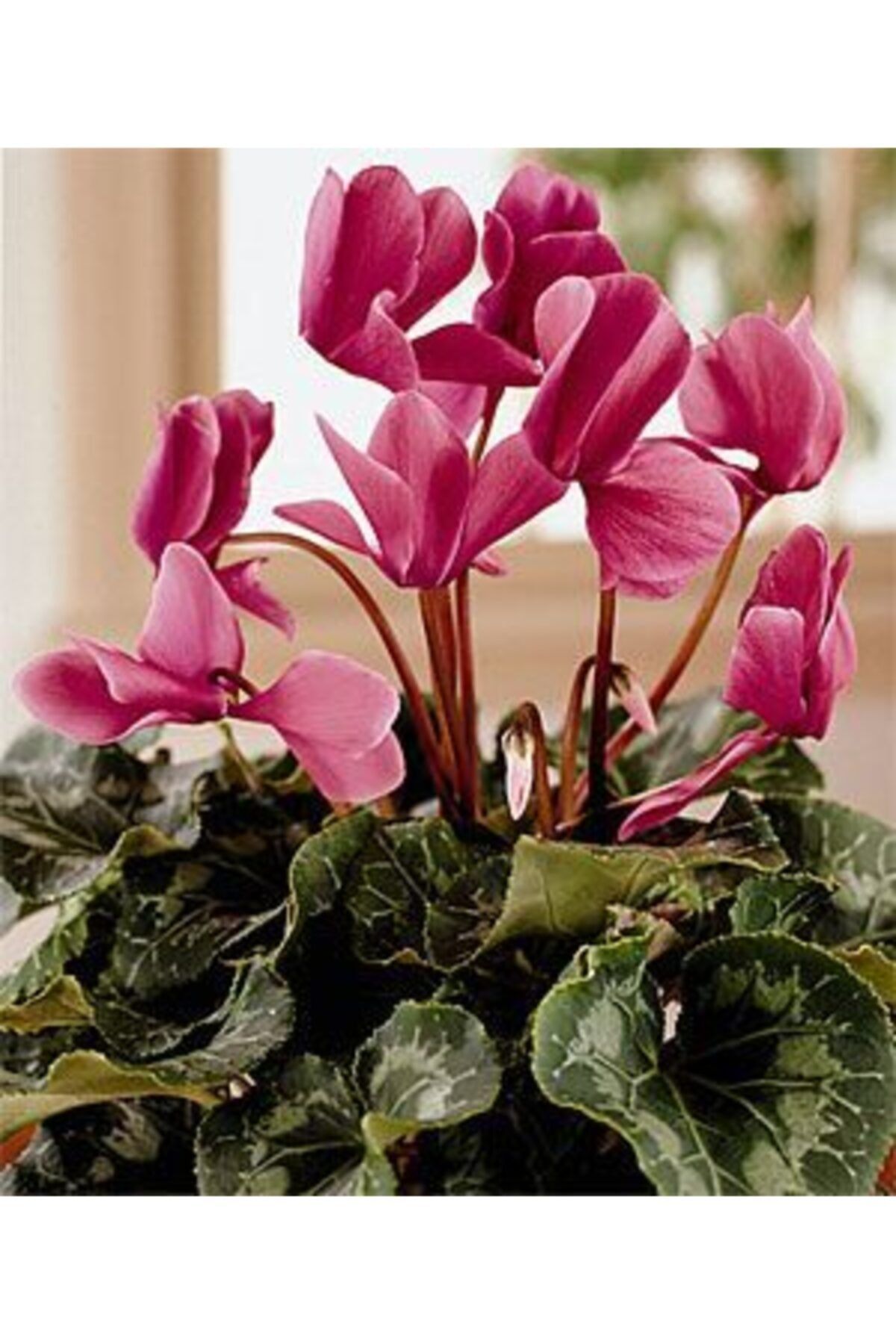 KAMONDO TOHUM 3 Adet Ithal Pembe Renkli Sıklamen Çiçeği Soğanı