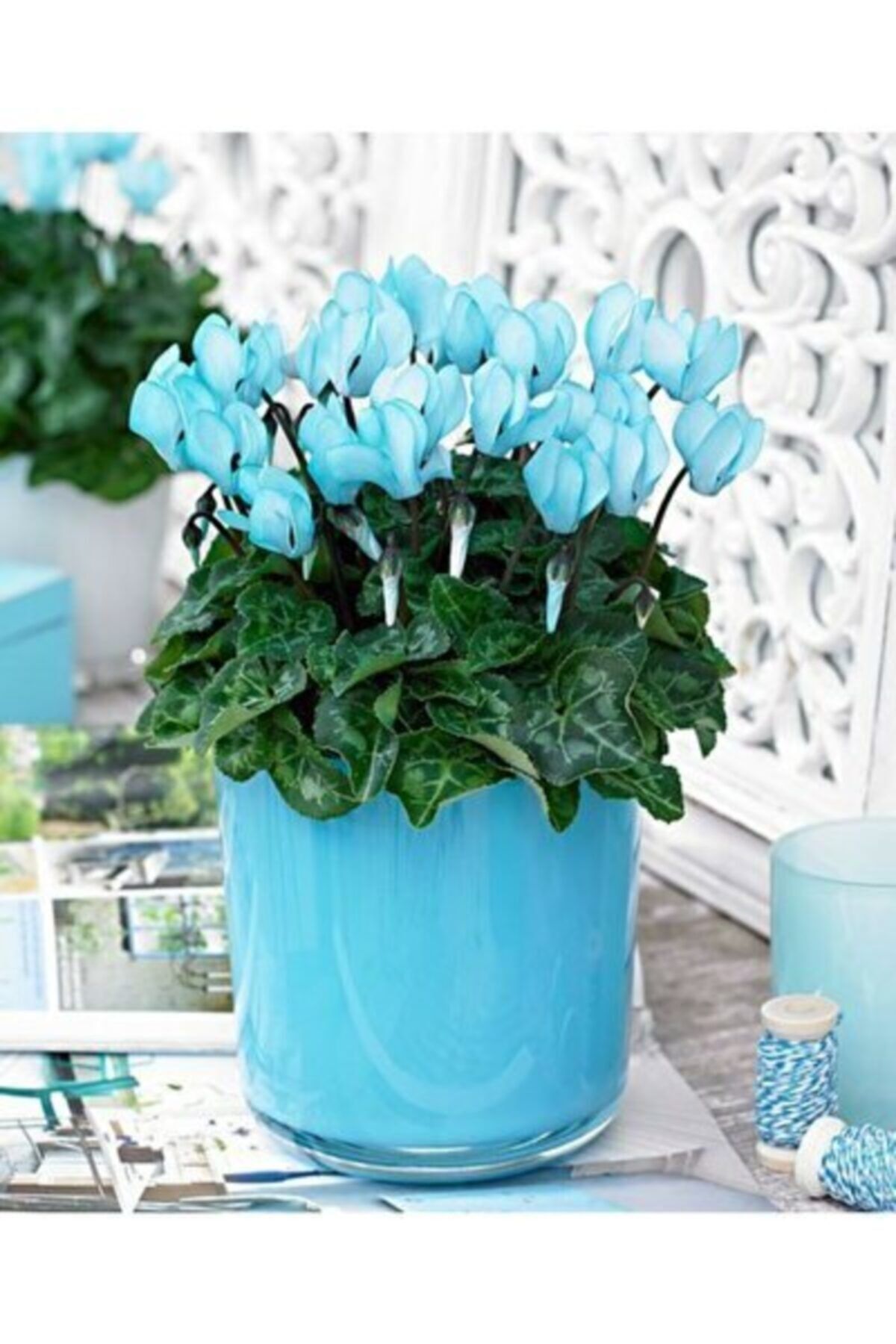 KAMONDO TOHUM 3 Adet Mavi Renkli Sıklamen Çiçeği Soğanı