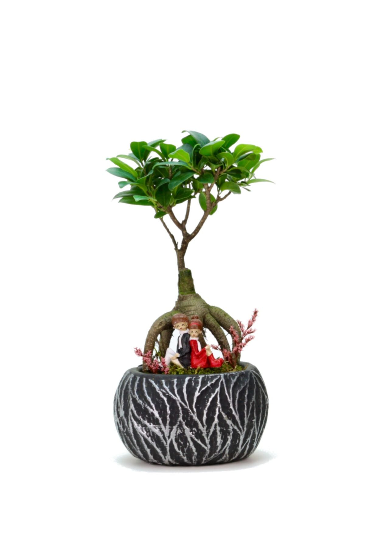 Natura Lamina Siyah Ficus Bonsai Ve Sırt Sırta Sevgililer