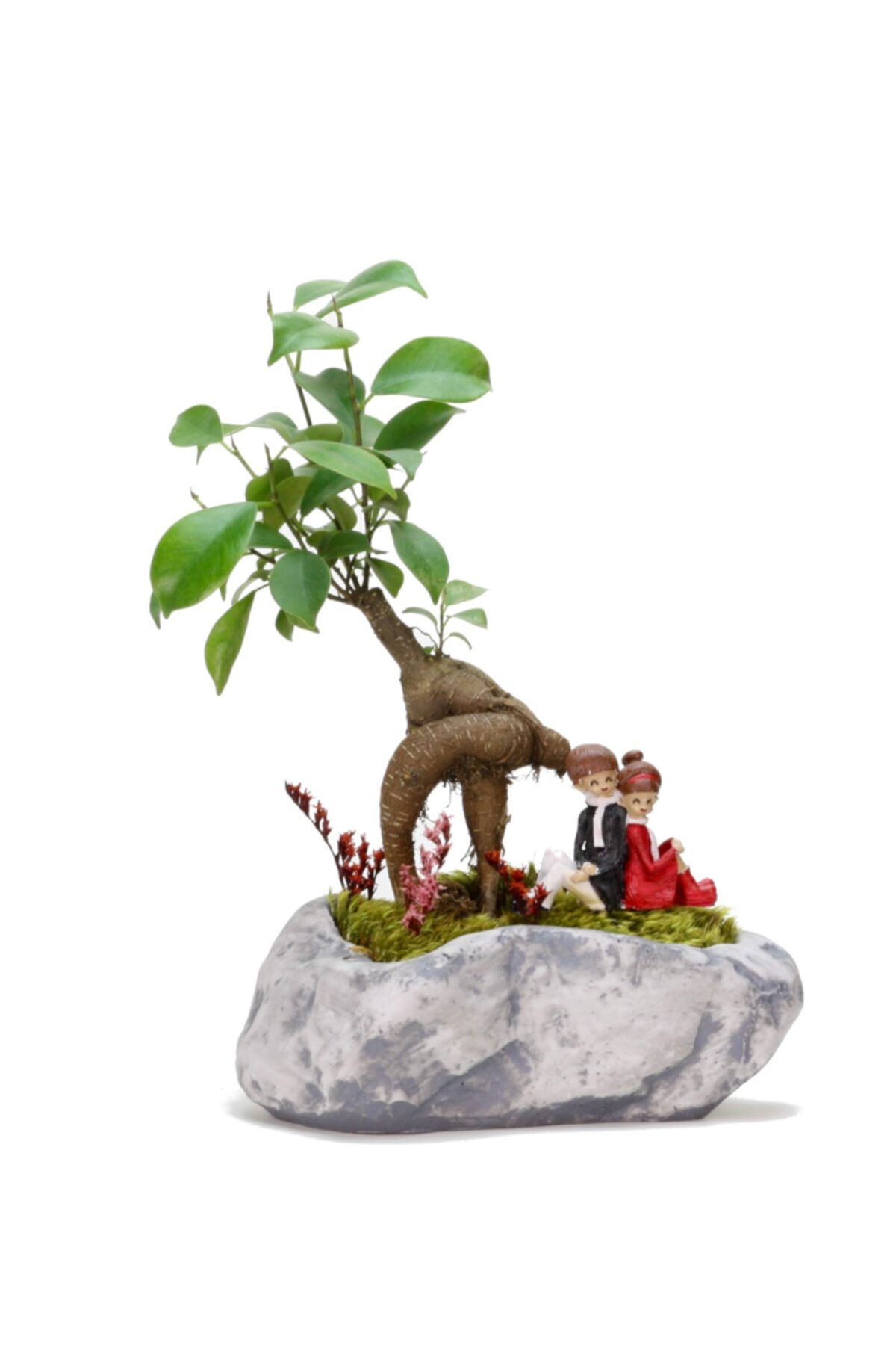 Natura Pisagor Mini Ficus Bonsai Ve Sırt Sırta Sevgililer