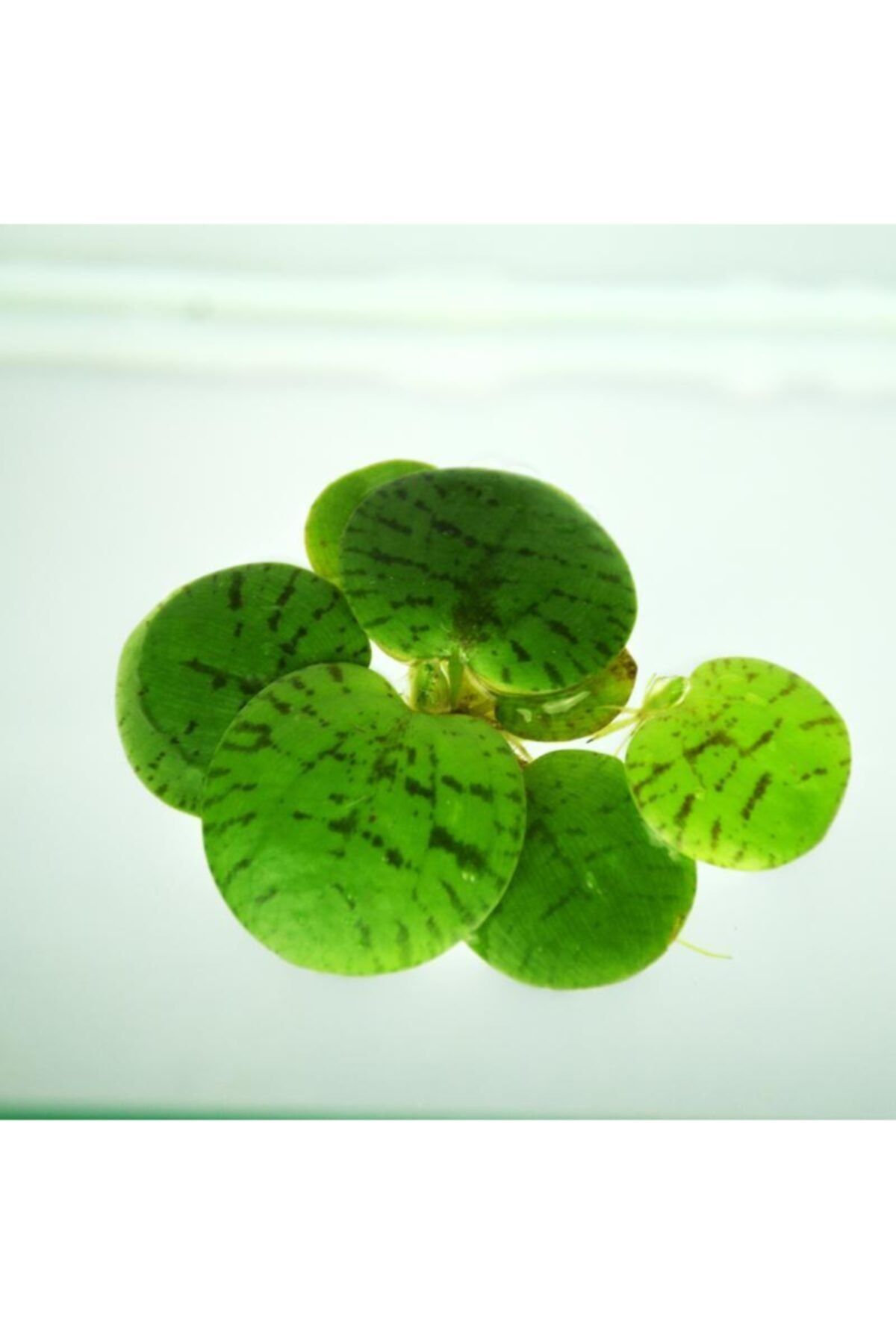 BIO AQUATIC Amazon Frogbit Akvaryum Üstü Bitkisi 4 Adet Canlı Bitki