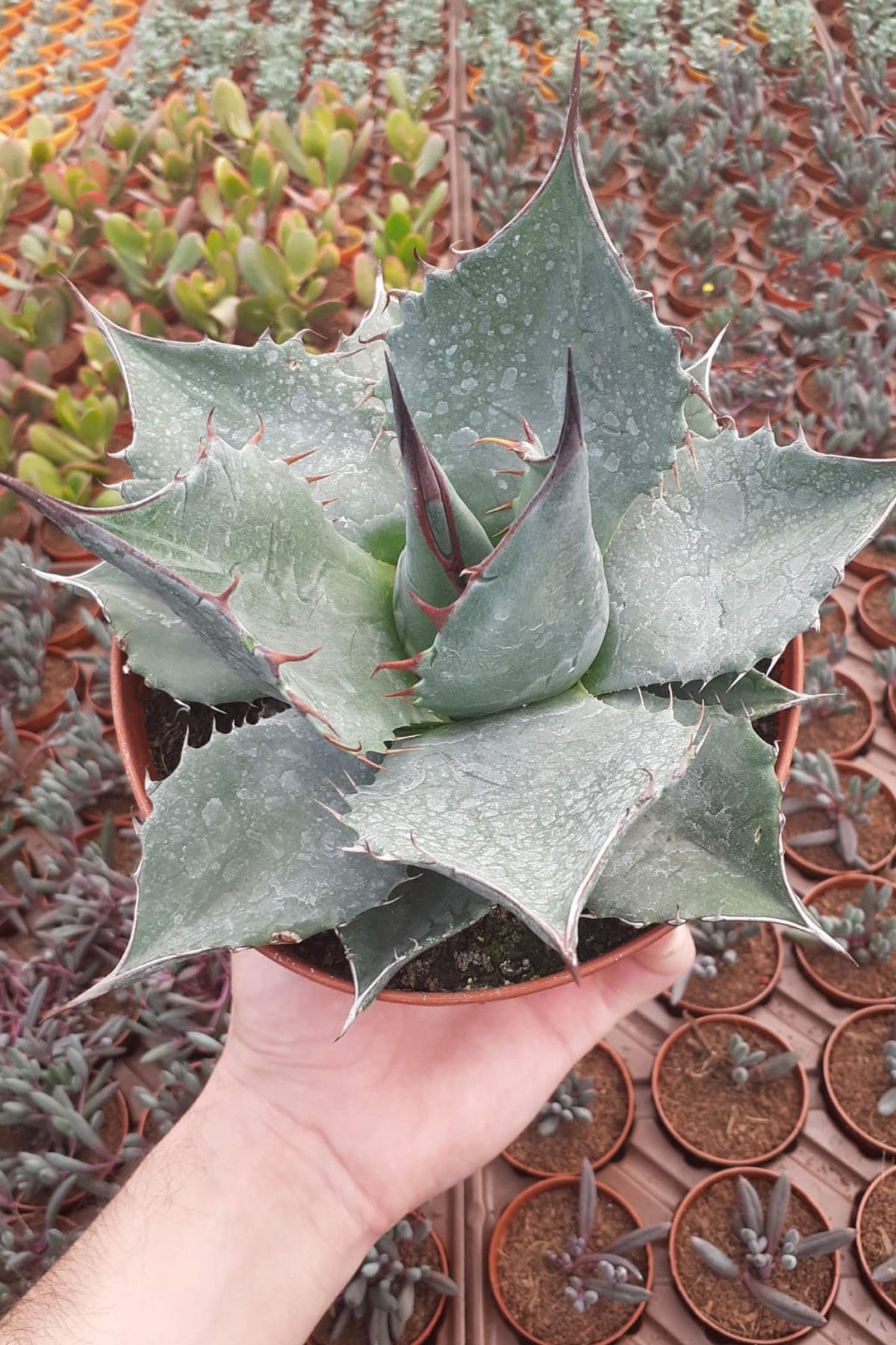 Fintarla Nadir Tür Büyük Boy Aloe Agave Kaktüs Sukulent