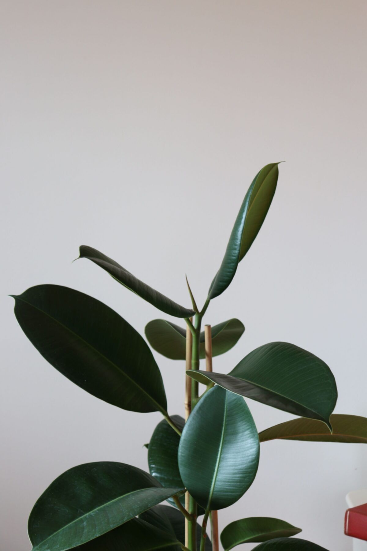 botanicsera Ficus Elastica / Kauçuk Bitkisi Çift Dal