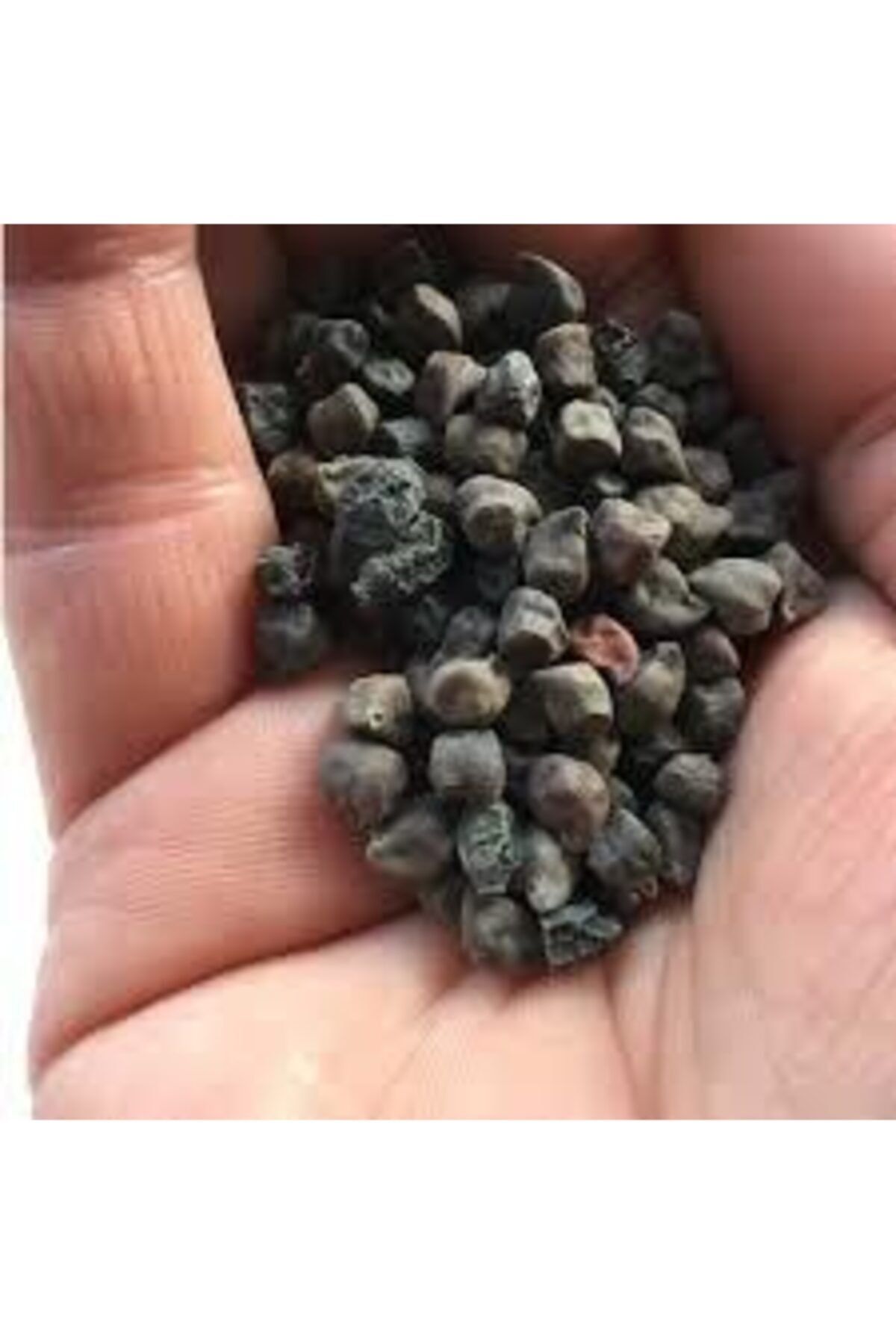 Köy Tohumları 50 Adet Tohum Siyah Nohut Çok Nadir Bulunan Faydaları Saymakla Bitmeyen Nohut Kara Nohut Tohumu