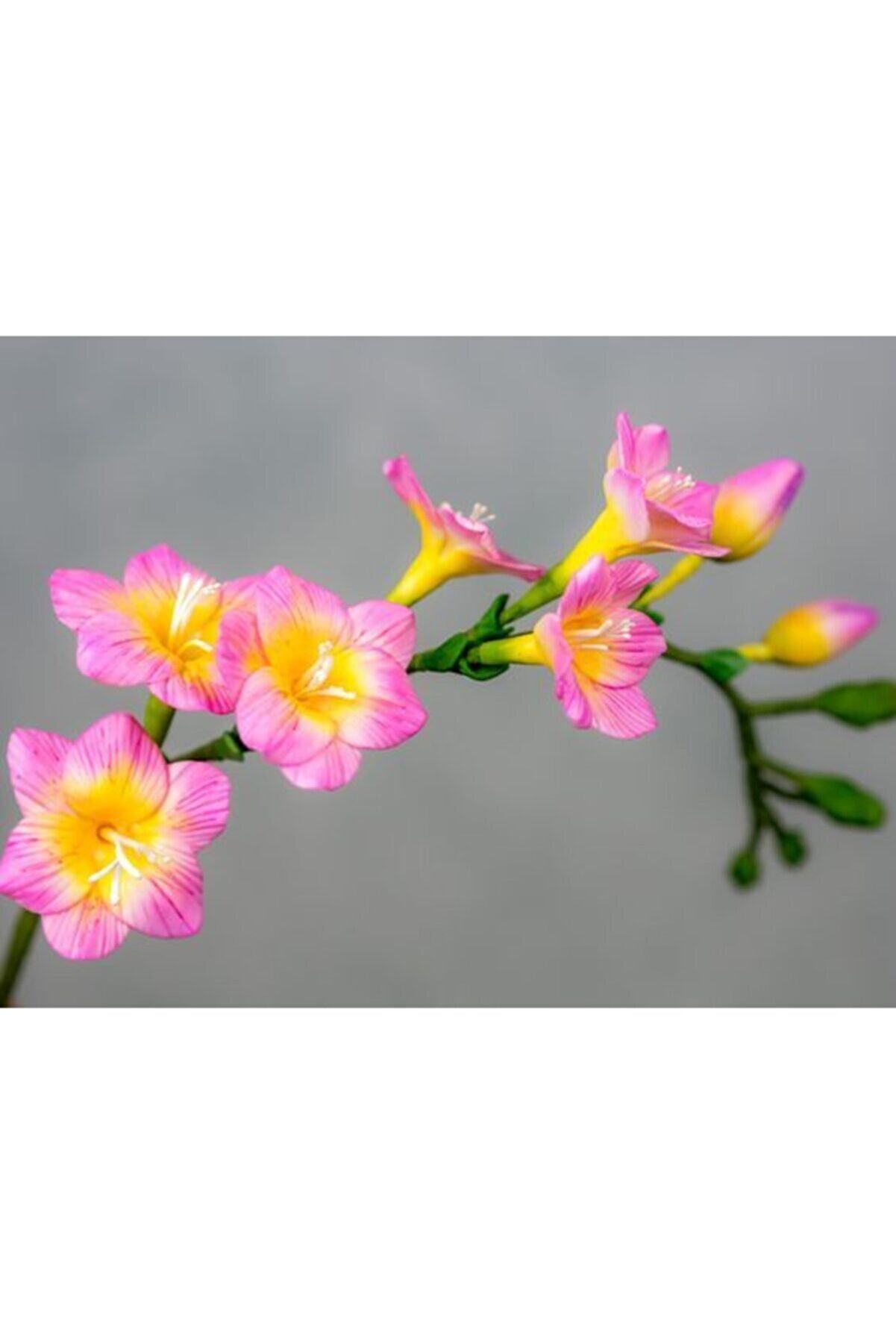 GARDENYA TOHUMCULUK 5 Adet Pembe Kenar Frezya Çiçek Soğanı
