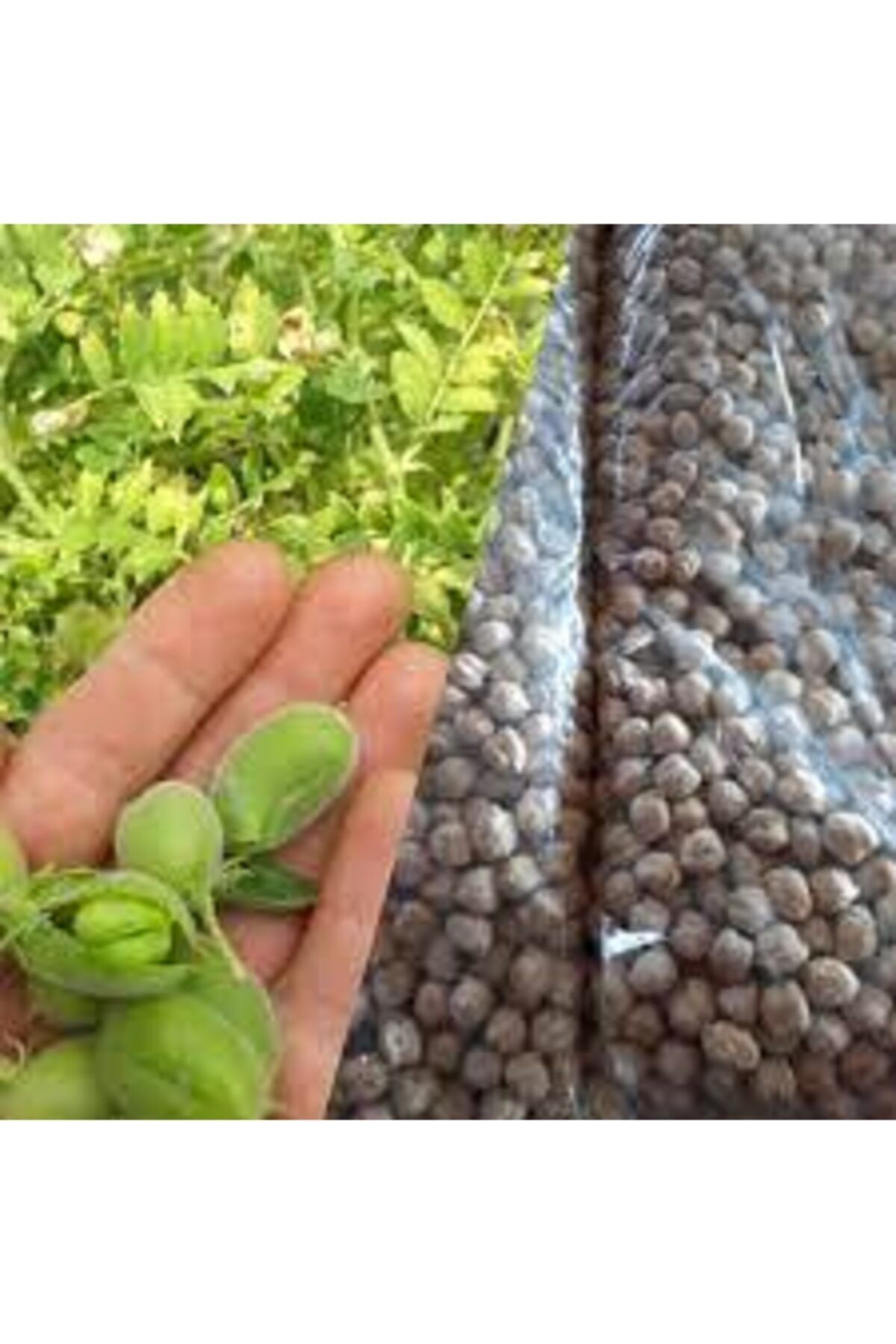 Köy Tohumları 150 Adet Tohum Eko Paket Yeni Mahsül Geleneksel Nohut Tohumu Bol Verim Sürpriz Hediye Tohumla Gelir