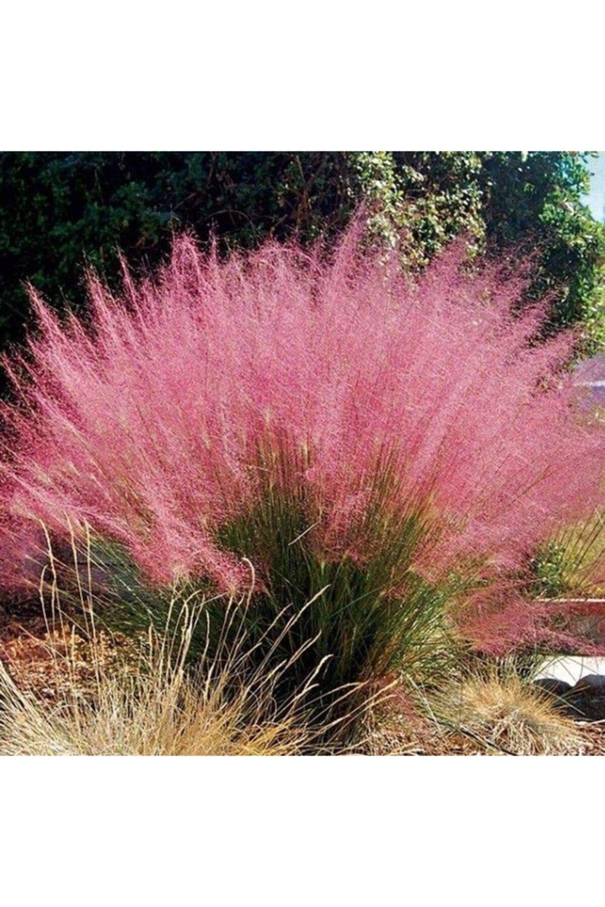 Fidanistanbul Muhlenbergia Capillaris Pink Muhly Pembe Pamuk Şekeri Çimi, Saksıda