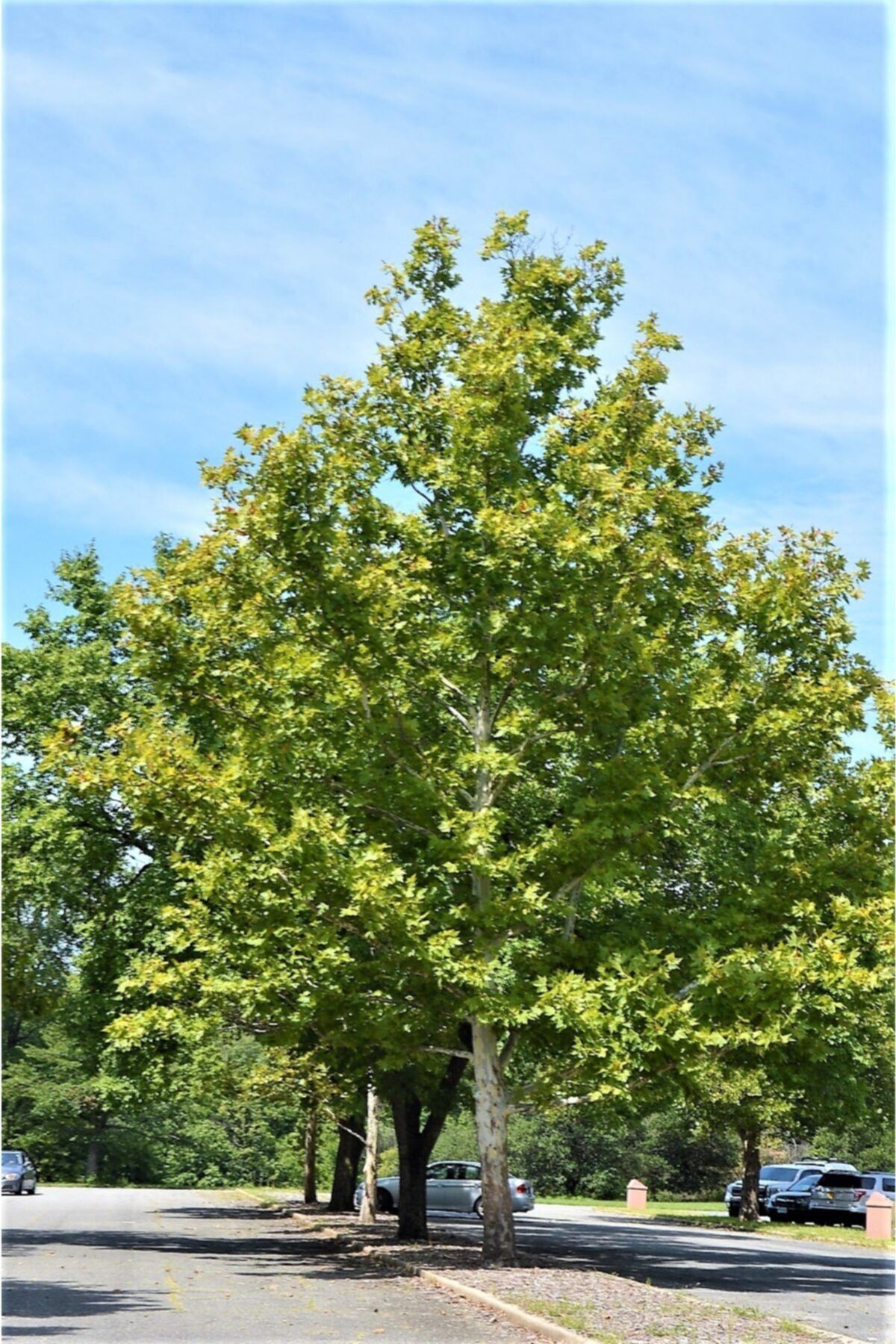 Fidanistanbul Londra Çınarı Ağacı Fidanı, +80 Cm, Saksıda