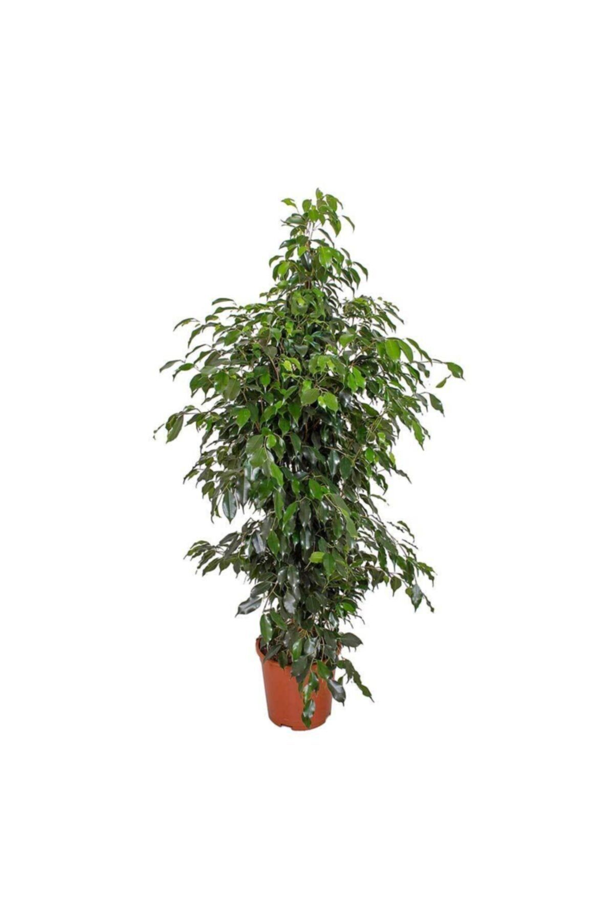 Fidanistanbul Ficus Benjamina Daniella 100 Cm, Saksıda