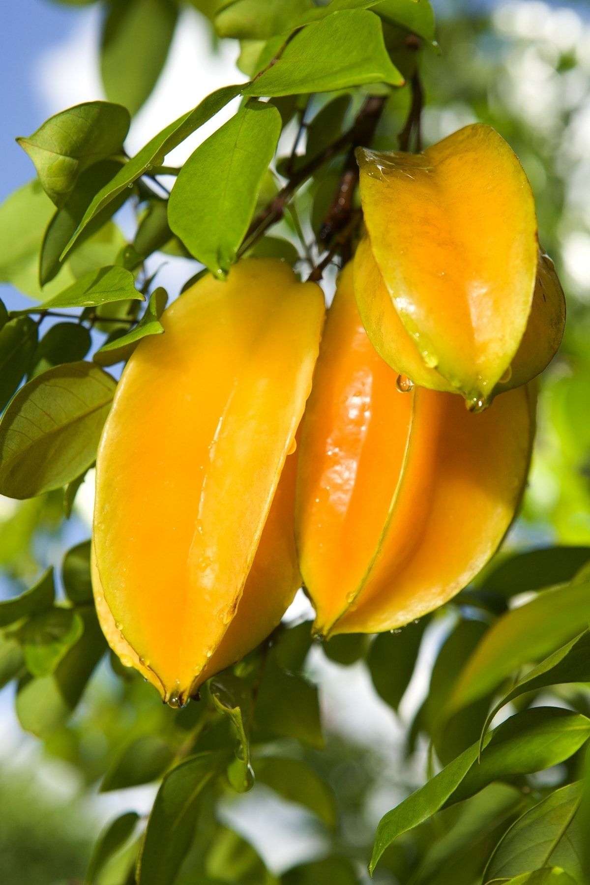 HB BOTANIC Yıldız Meyvesi (starfruit) Carambola Tohumu / 5 Adet Tohum