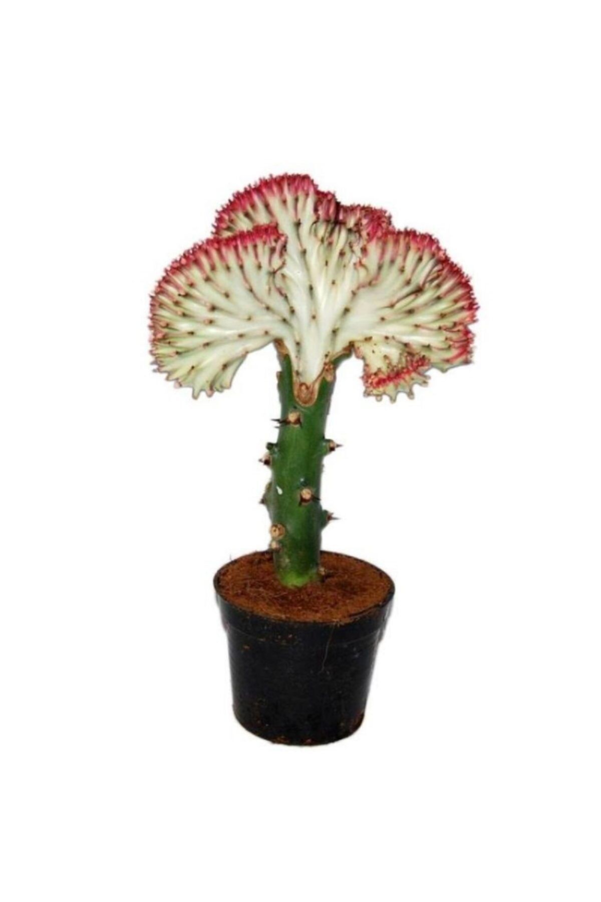 Berceste Peyzaj tasarım Kaktüs Cactus Yusufcuk Euphorbia Luctea Kırmızı Kenarlı Ev Bitkisi Ofis Bitkisi Salon Bitkisi Kaktüs