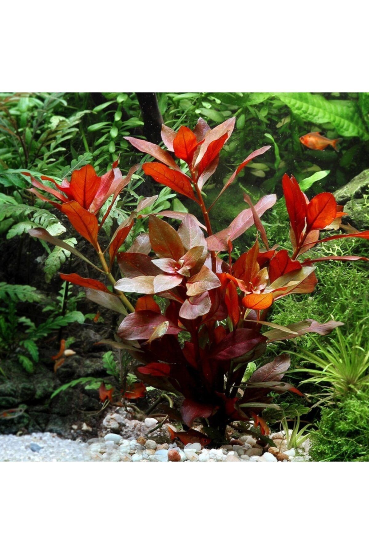 WOOF Ludwigia Repens (gül) 5 Dal Kusursuz Form Akvaryum Bitkisi Canlı Bitki
