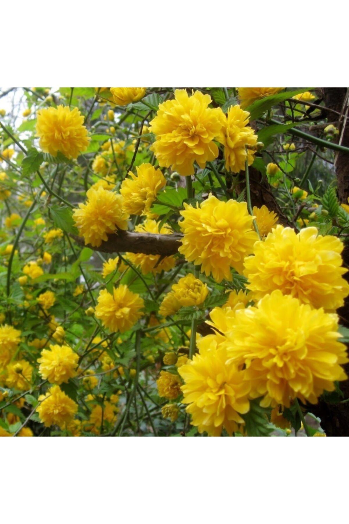 lalaahmetbotanik Kanarya Gülü Sarı Çiçekli Kerria Japonica