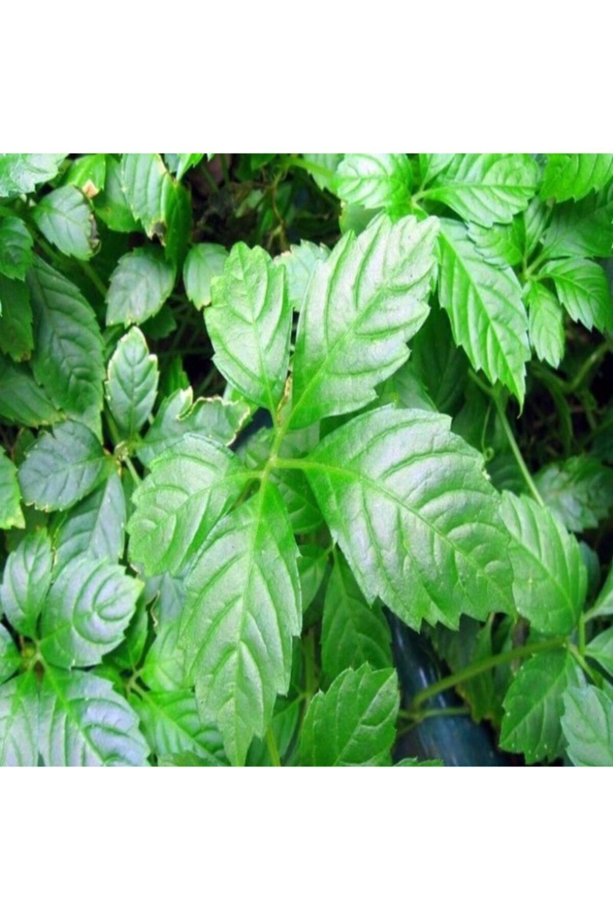 E-fidancim Gynostemma Pentephyllum Beş yapraklı Jiaogulan Ginseng Fidesi (3 adet)