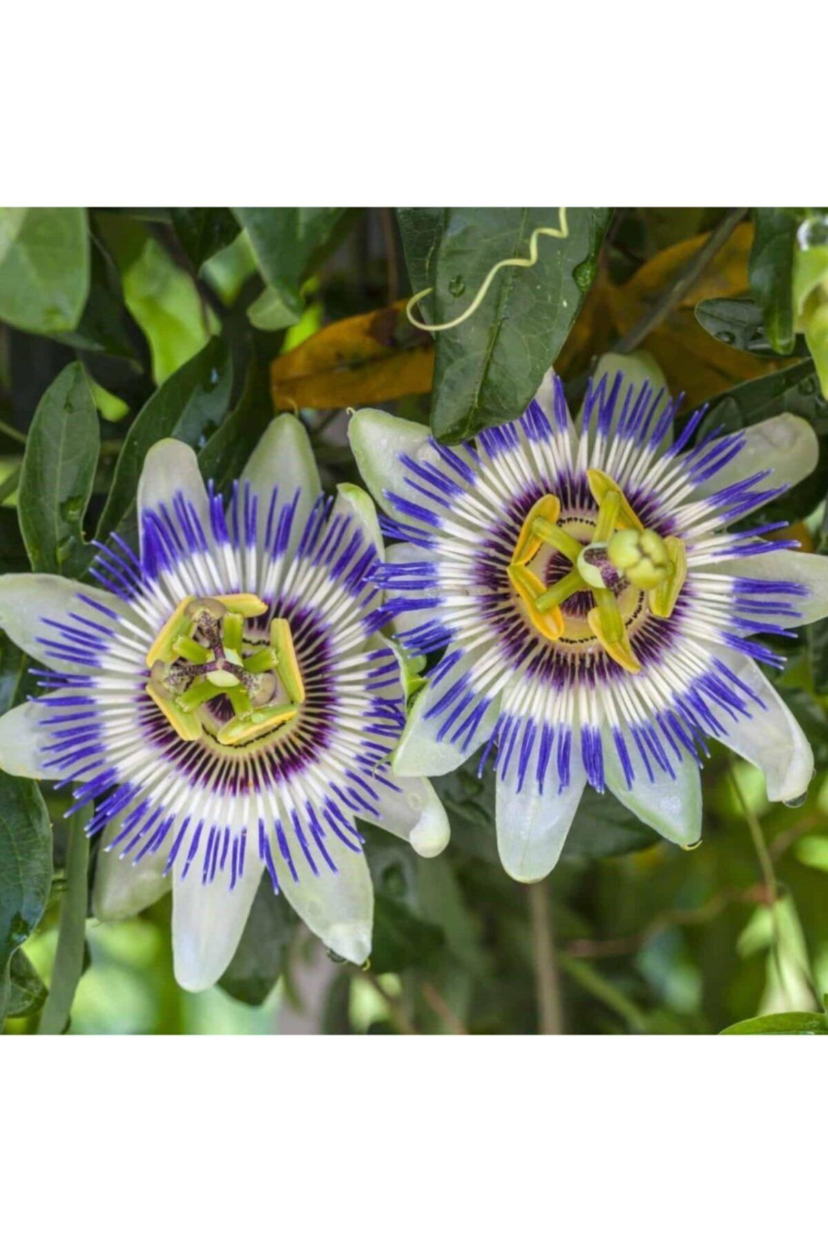 Mutlu Paket Tüplü Nadir Mavi Çiçek Açan Edulis Passiflora Çarkıfelek Fidanı