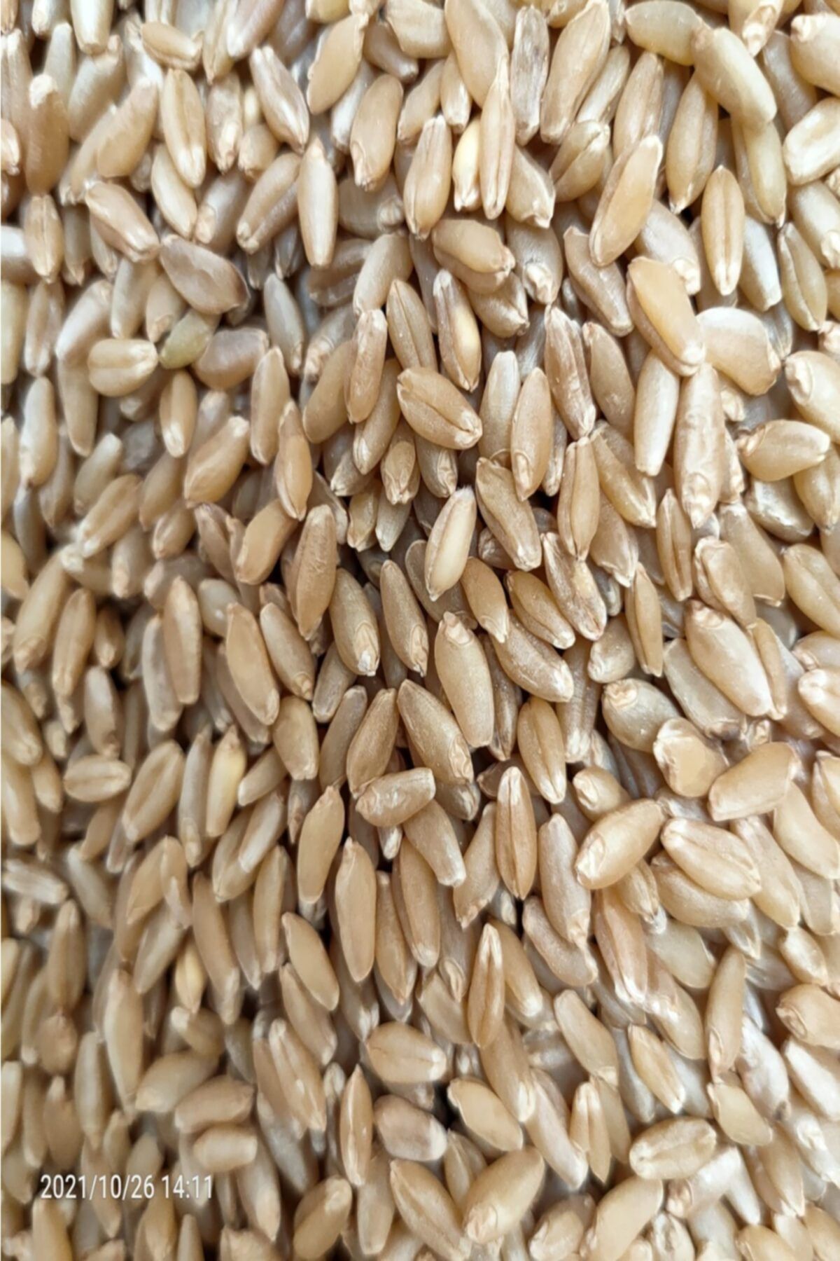 Beyoğlu Dirgitlik Buğday
