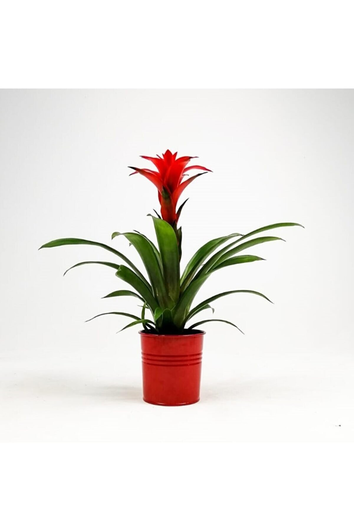 Fidanburada Guzmanya Çiçeği Kırmızı - Guzmania Calypso -kırmızı Dekoratif Saksılı