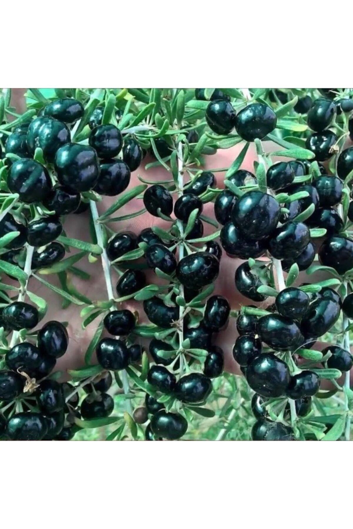 mutbirlik Tüplü Nadir Çeşit Siyah Goji Berry Kurt Üzümü