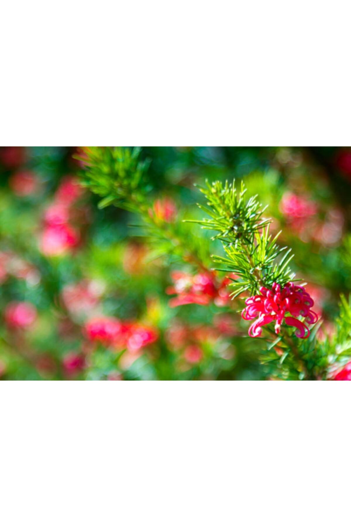 Fidanburada Gravilla Çalısı - (Grevillea Juniperina)
