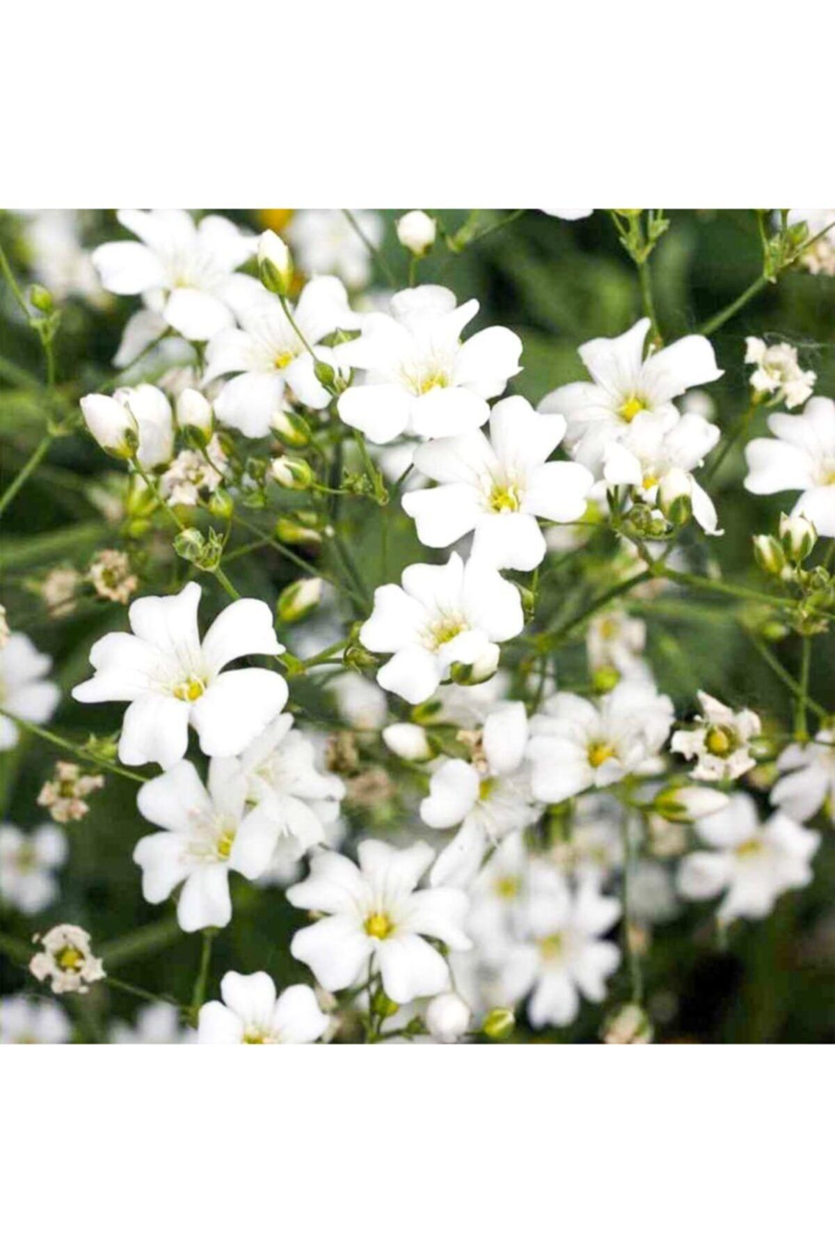 mutbirlik Beyaz Çöven Çiçeği Tohumu 40 Adet Orjinal Paket