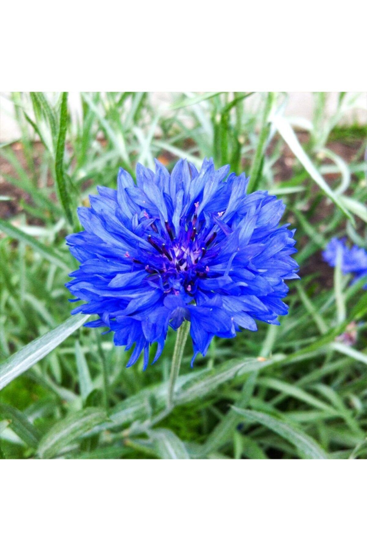 mutbirlik Mavi Kantaron Peygamber Çiçeği Tohumu-20 Adet (orjinal Paket)
