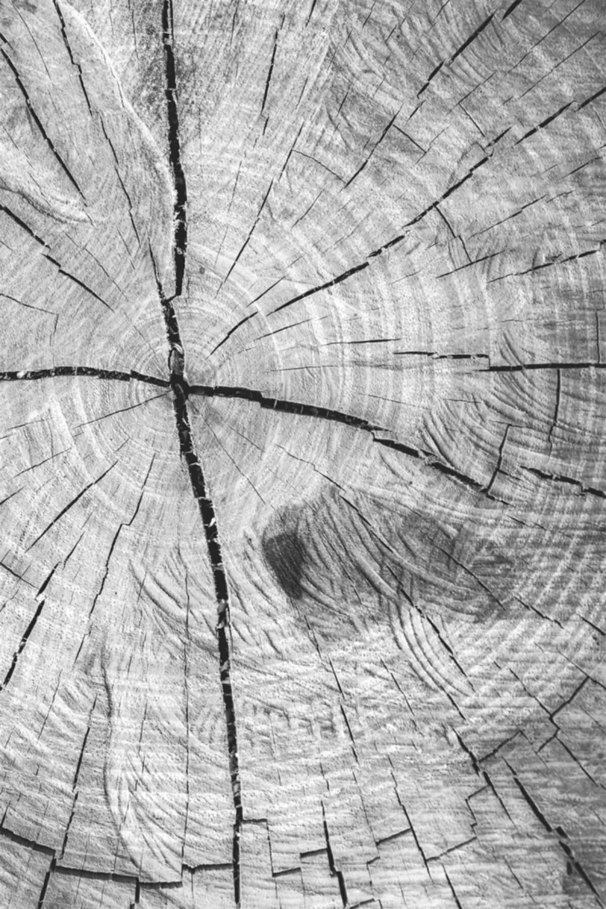 Resmiro Ağaç Kütük Desenli Dijital Baskılı Halı Rsp1530