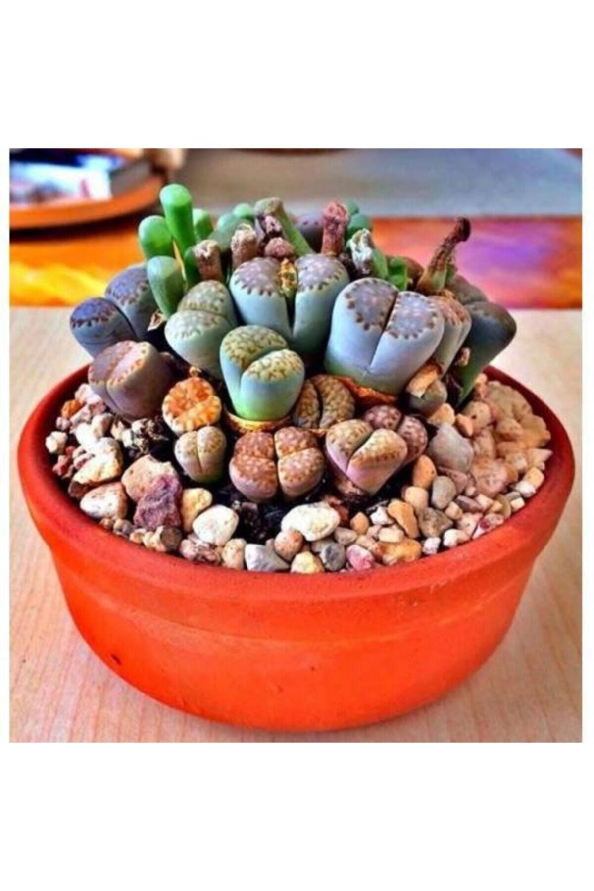 Kaktüs & Sukulent Lithops Taş Çiçek Tohumu 15 Adet
