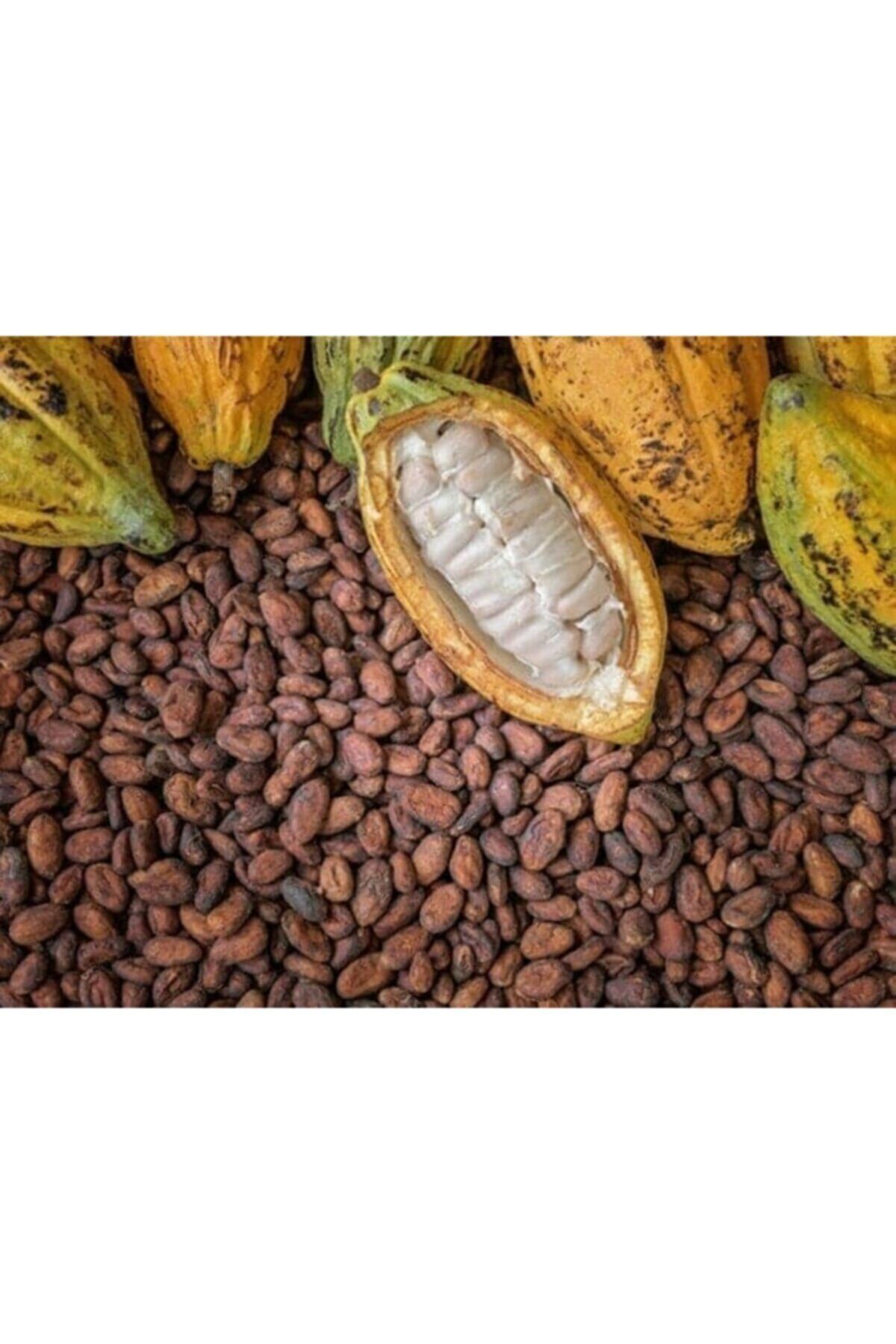 FarmLife Tohum Organik Kakao Ağacı Tohumu 5 Adet