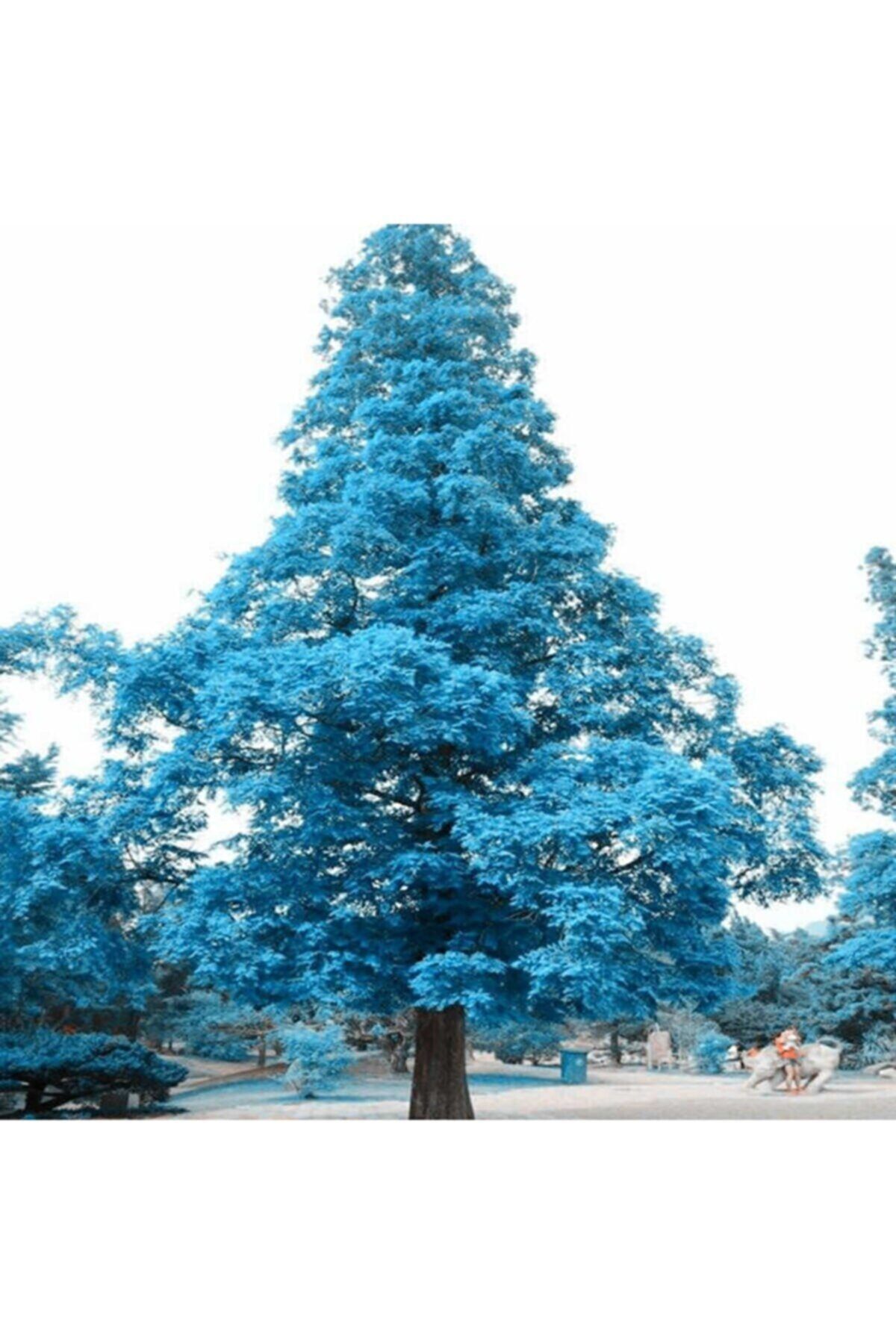Eslem Tohumculuk Nadir Mavi Ladin Ağaç Tohumu Mavi Ladin Ağacı Tohumu 10 Adet Tohum