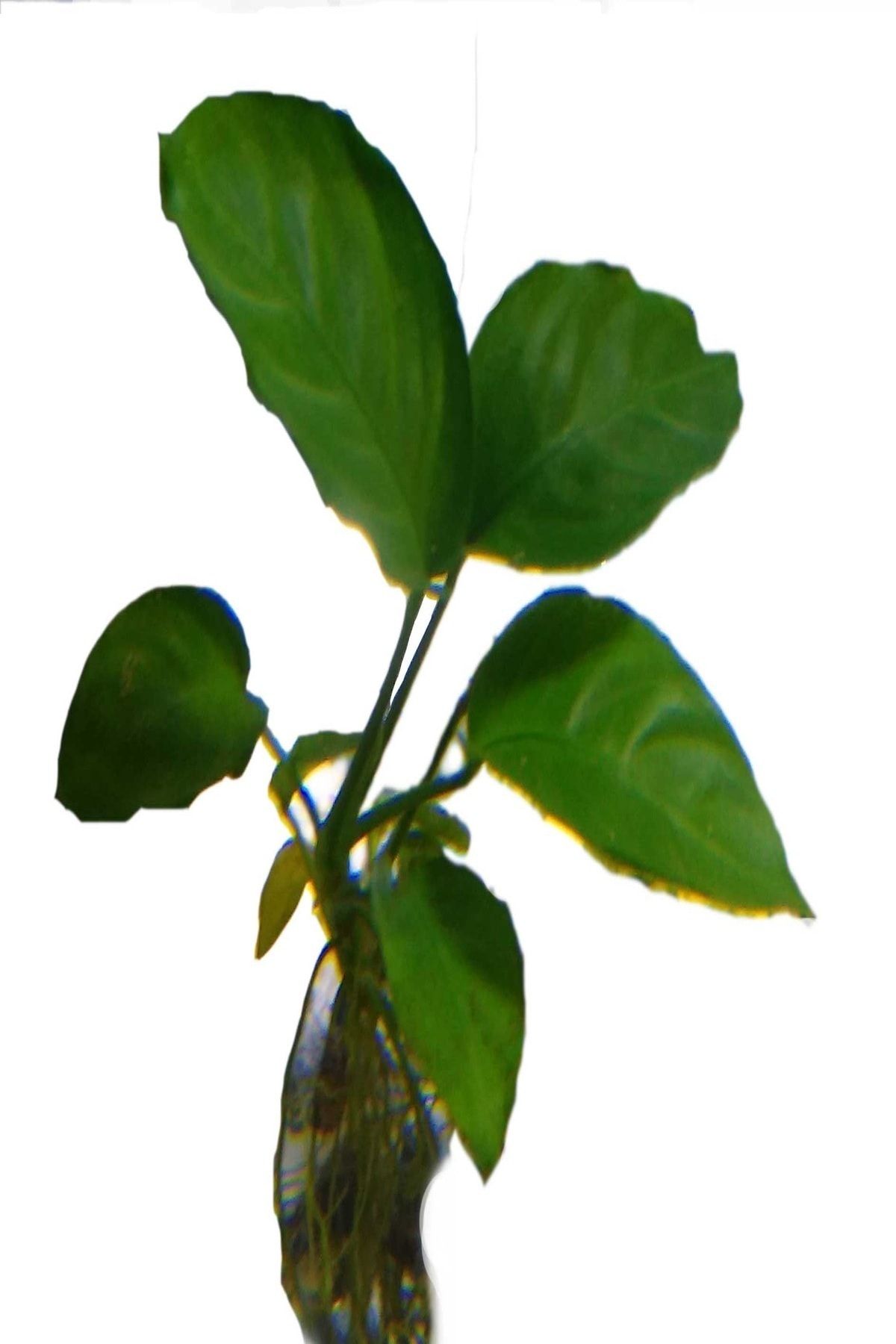 BIO AQUATIC Anubias Akvaryum Bitkisi