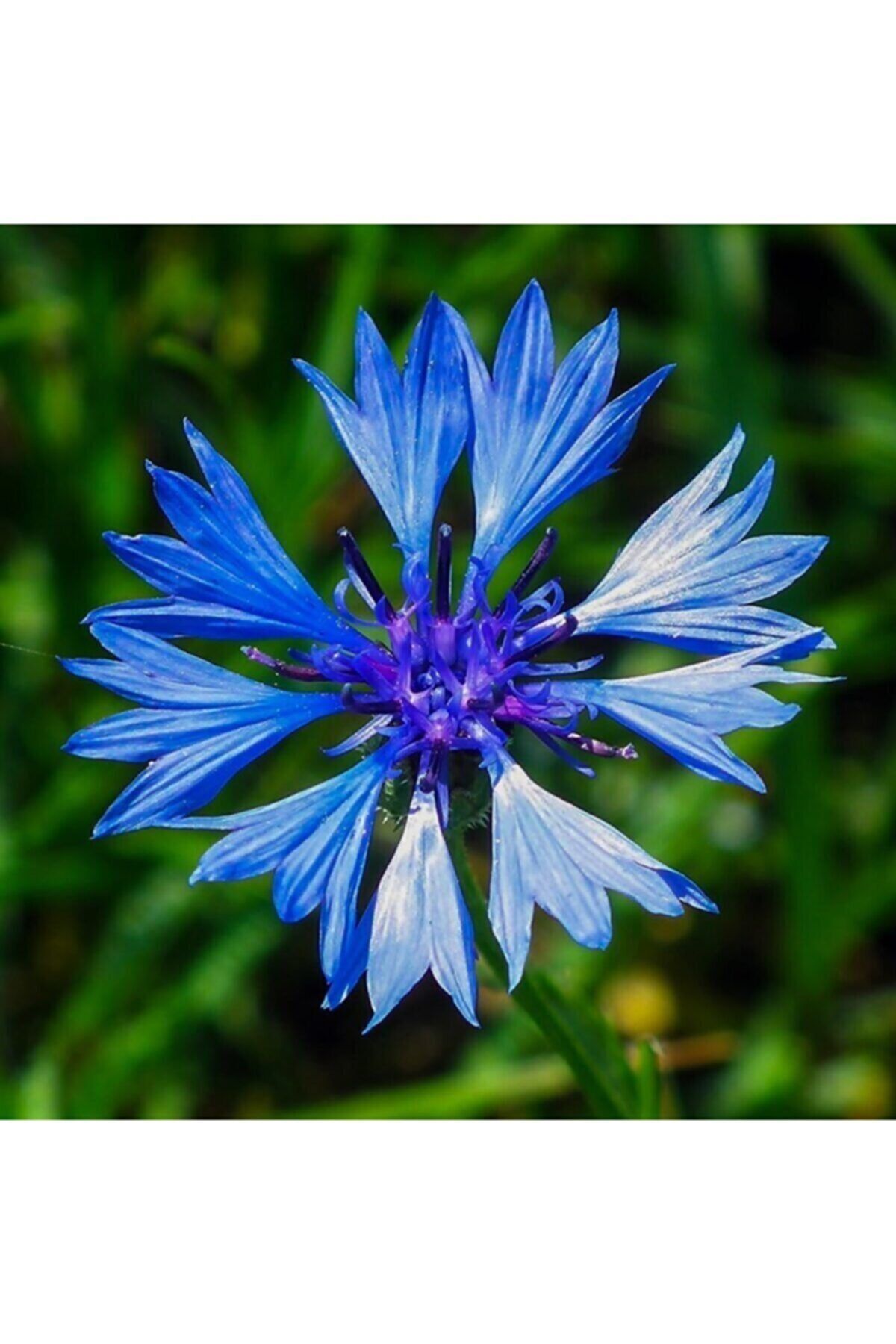 Eslem Tohumculuk Şifalı Mavi Peygamber Çiçeği Kantaron Tohumu-20 Tohum