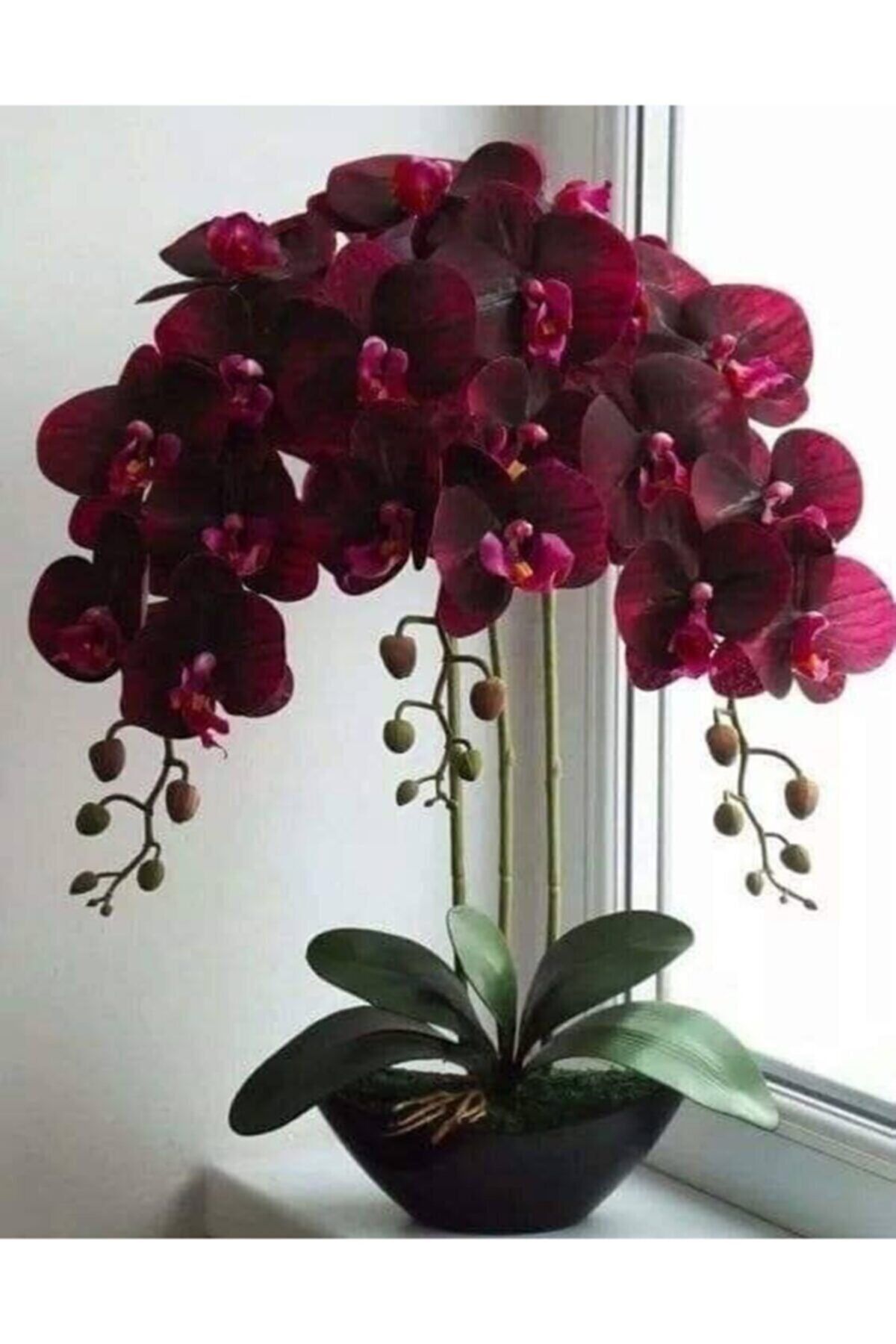 Eslem Tohumculuk Kadife Kırmızı Renkli Orkide Çiçeği Tohumu-10 15adet