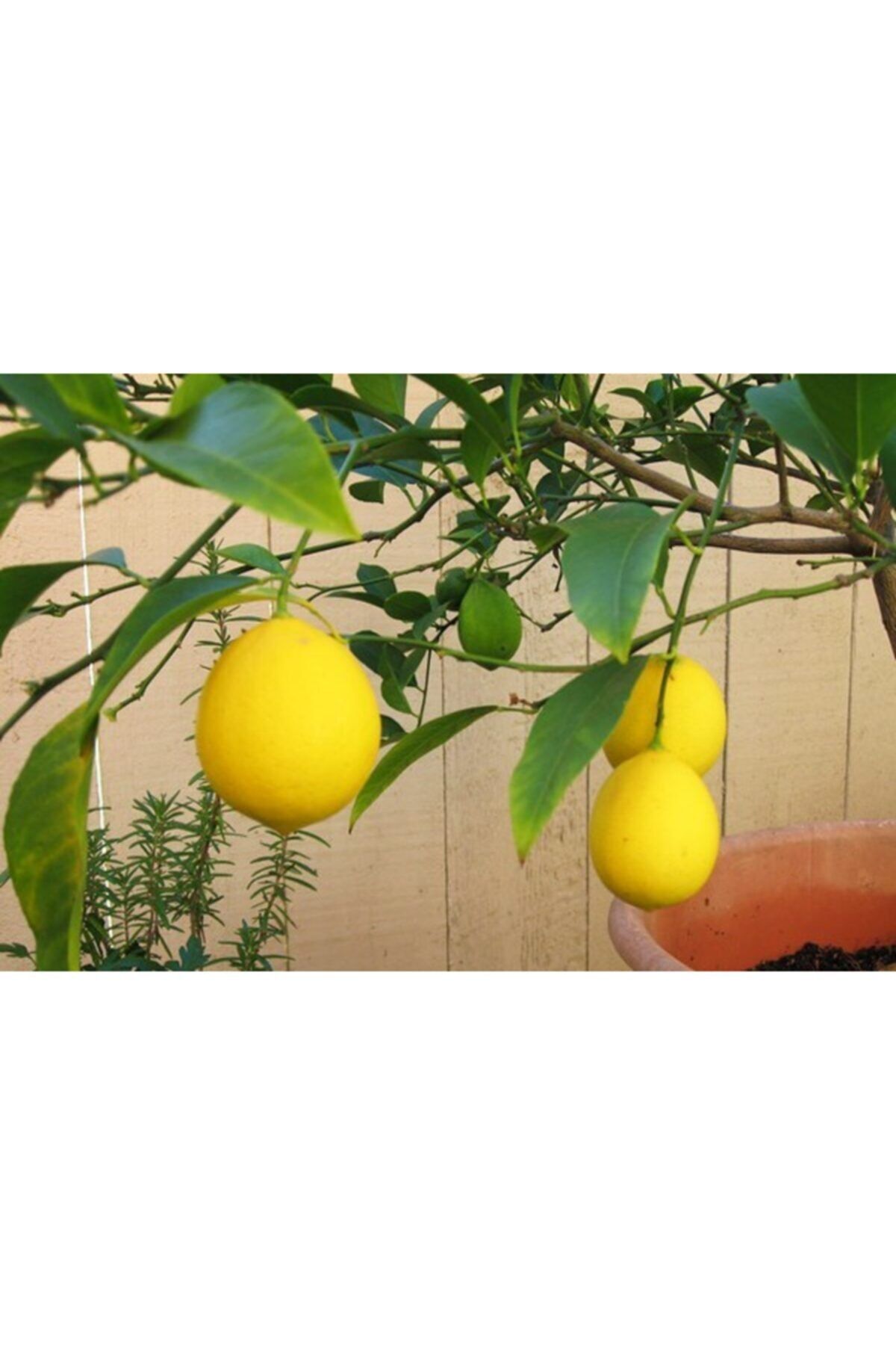YEŞİLİMARKET Limon Fidanı Yediveren Tüplü Aşılı 3yaş 100-150cm (mayer Cinsi)