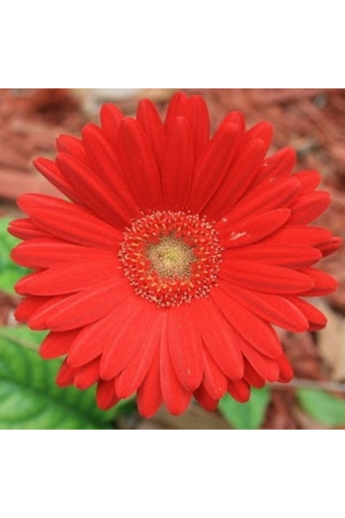 CAYKA 25 Adet Kırmızı Renk Gerbera Çiçeği Tohum + 10 Adet  Karışık Renk Lale Çiçek Tohumu