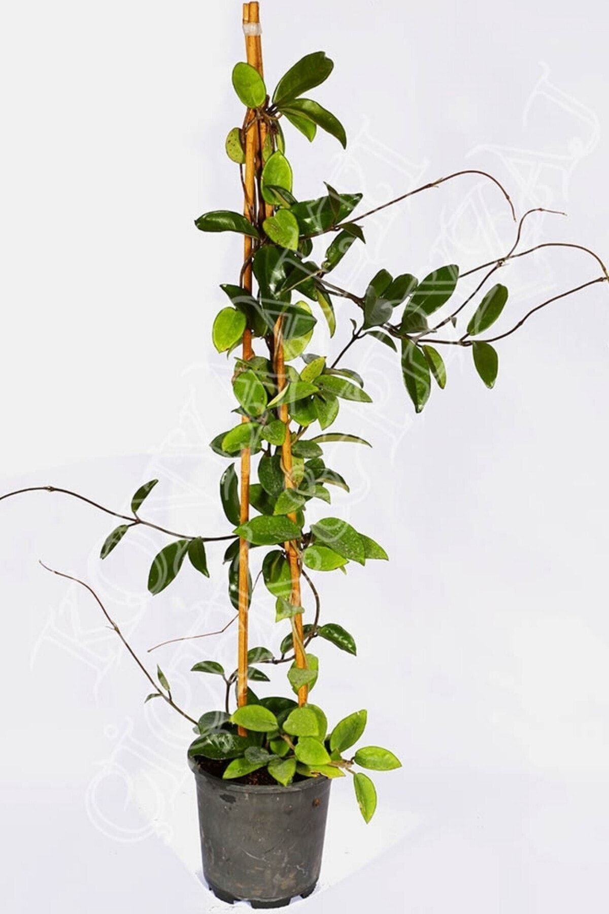 TURKİYE FİDAN Hoya Carnosa 1+metre Boyunda Gelişmiş Kokulu Mum Çiçeği Bitkisi,15 Cm Kalıcı Saksısında