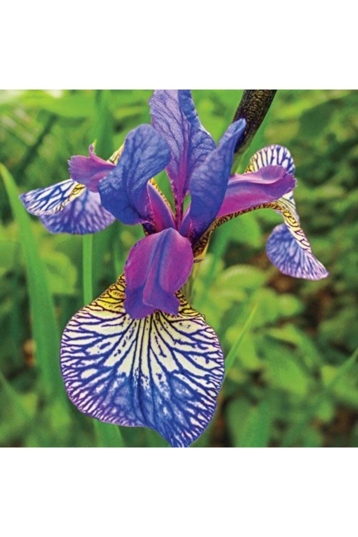CANBOTANİK 1 Adet Iris Süsen Çiçek Soğanı Mor Damarlı