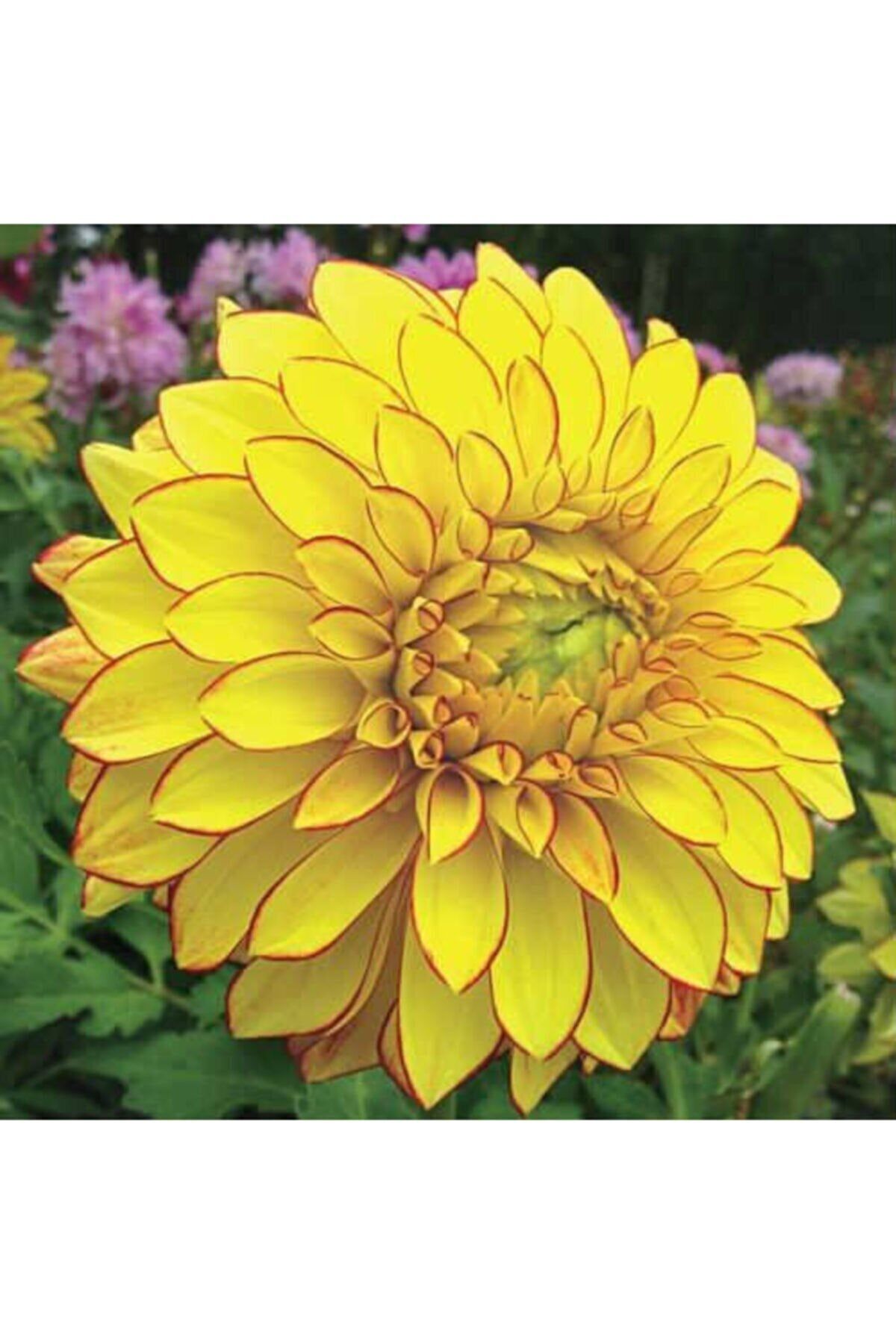 Eslem Tohumculuk Eslem 10 Adet Sarı Renk Dahlia (yıldız Çiçeği) Tohumu + 10 Adet Hediye Karışık Renk Gül Çiçek Tohumu