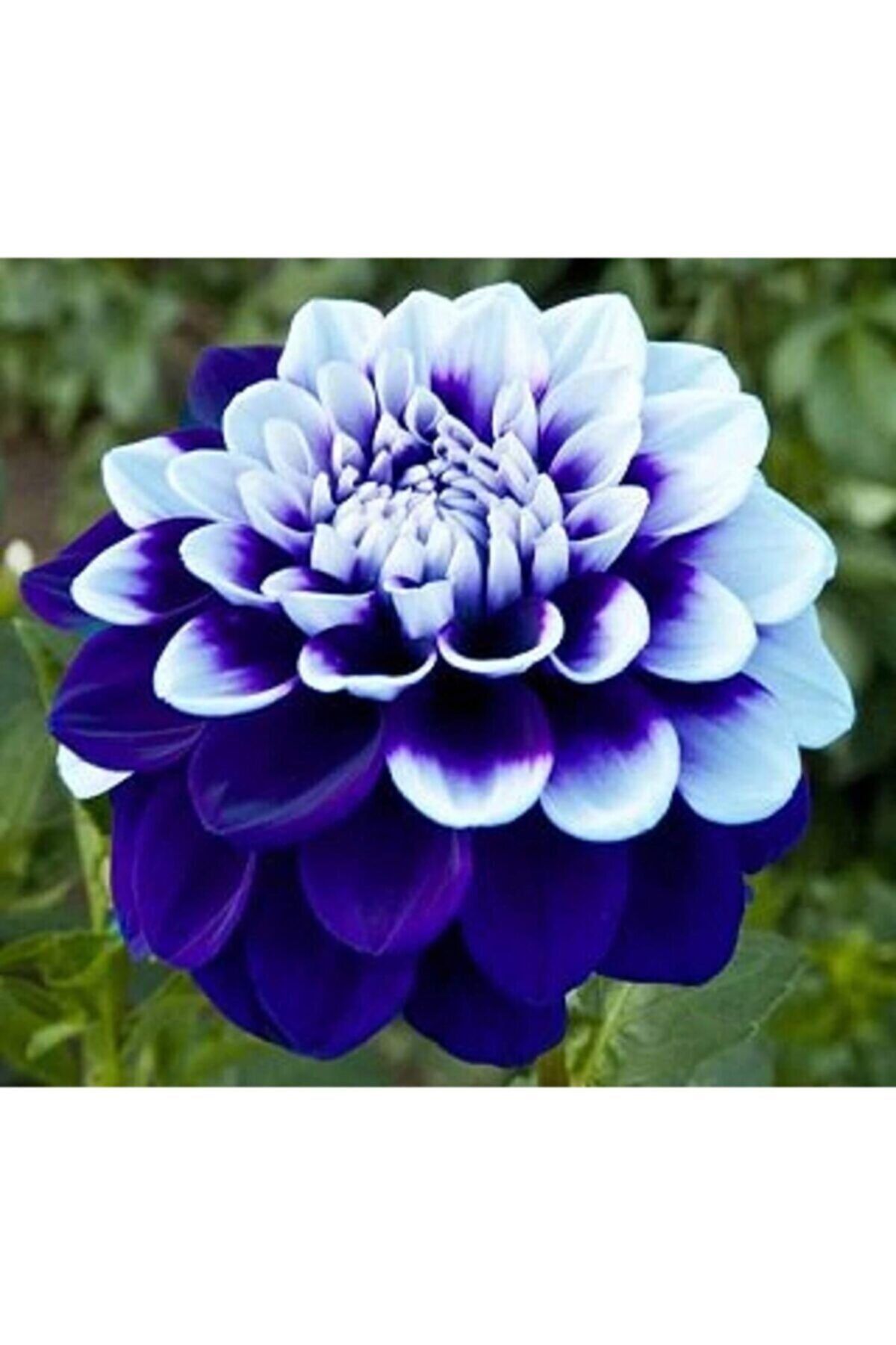 Eslem Tohumculuk 10 Adet Mavi Beyaz Renk Yıldız Çiçeği Dahlia Tohumu + 10 Adet Karışık Renk Gül Tohumu