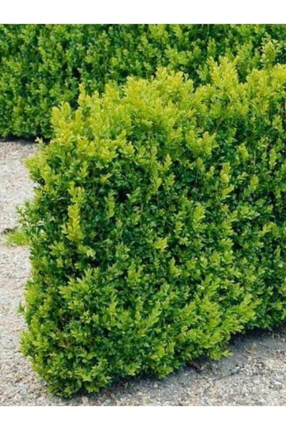 Fidanistanbul Osmanlı Şimşiri Fidanı Buxus Sempervirens Faulkner, Saksıda