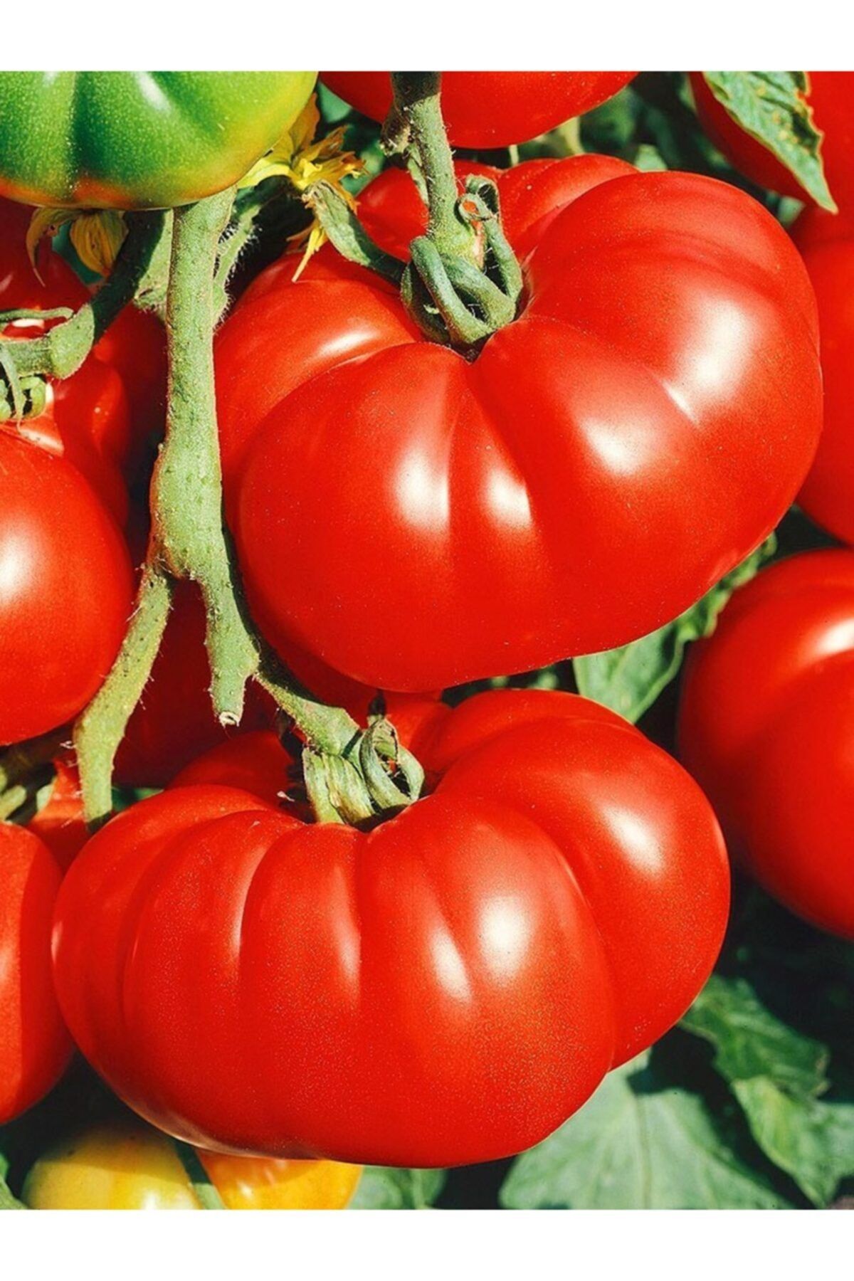 Ольга Нарышкина Купить Семена Томатов Каталог
