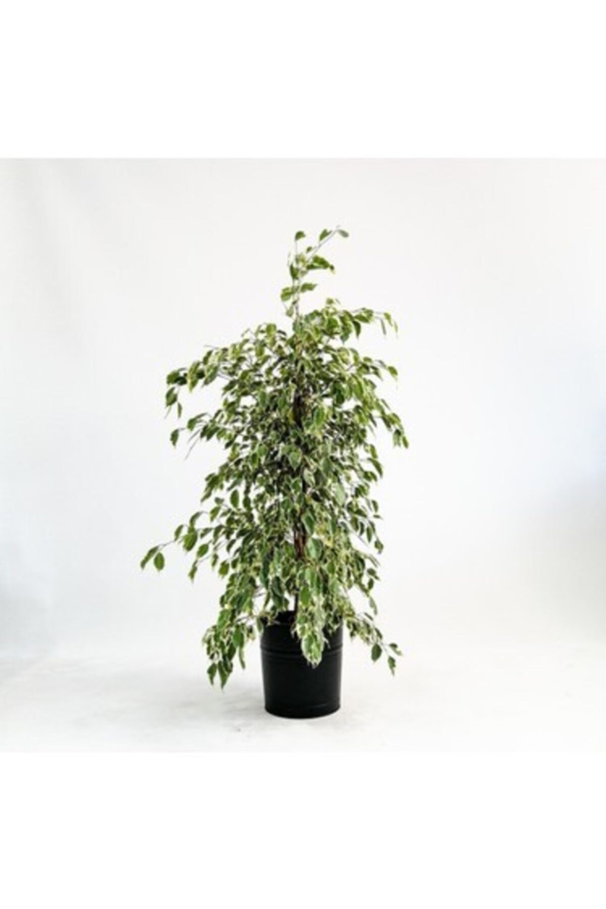 YEŞİLİMARKET Benjamin Ficus Starlight Çiçeği 80 100 cm Salon Bitkisi