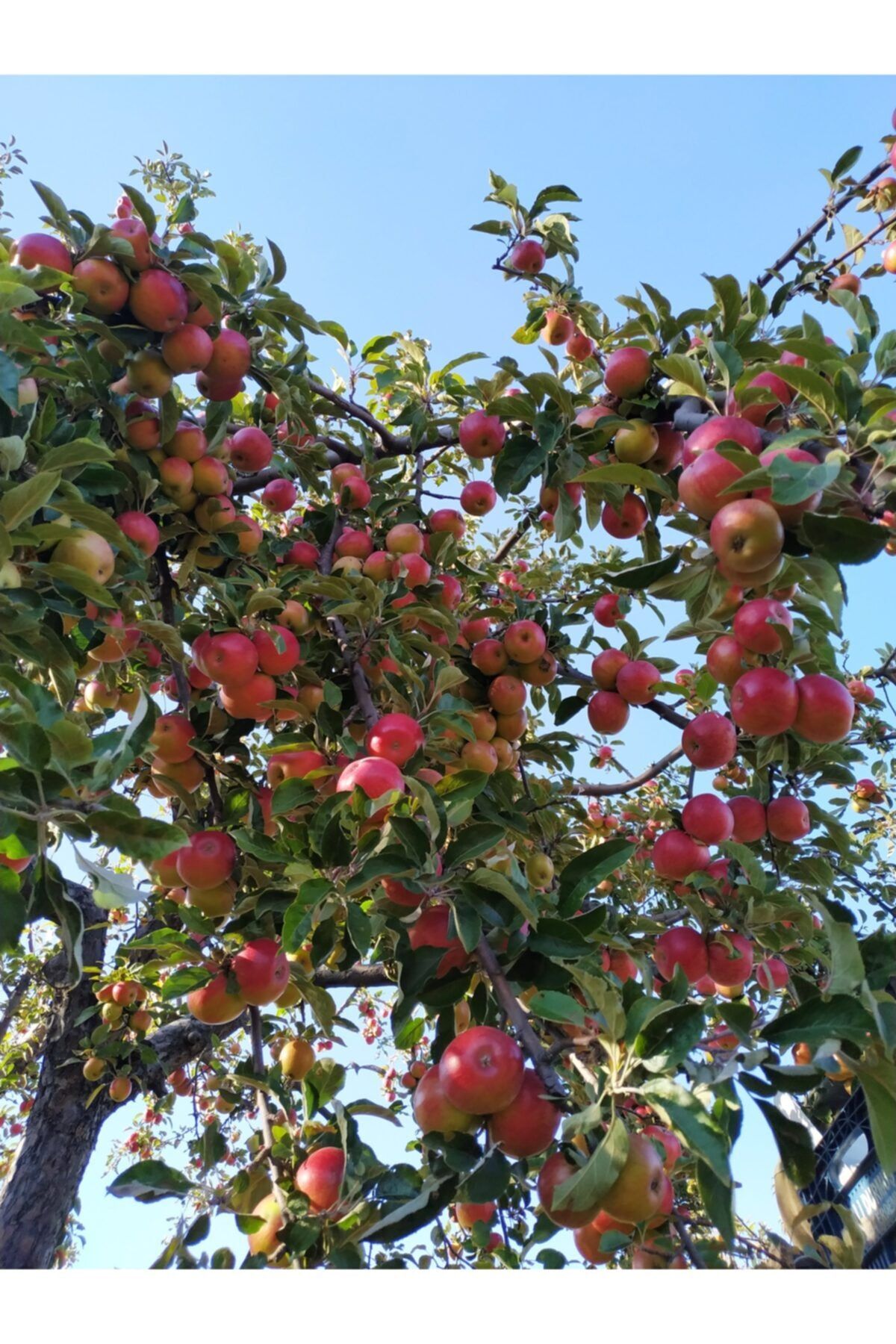 AMASSEİA Amasya Elması Atalık Ağaçlardan 2,5 Kg.