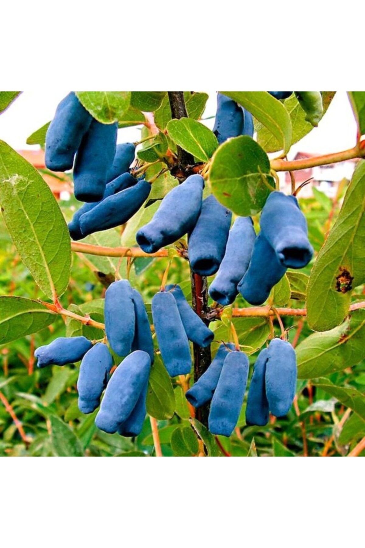 Genel Markalar Saksıda meyve veren Honeyberry (Bal yemişi) Fidan yaş 2 boy 50-70 cm