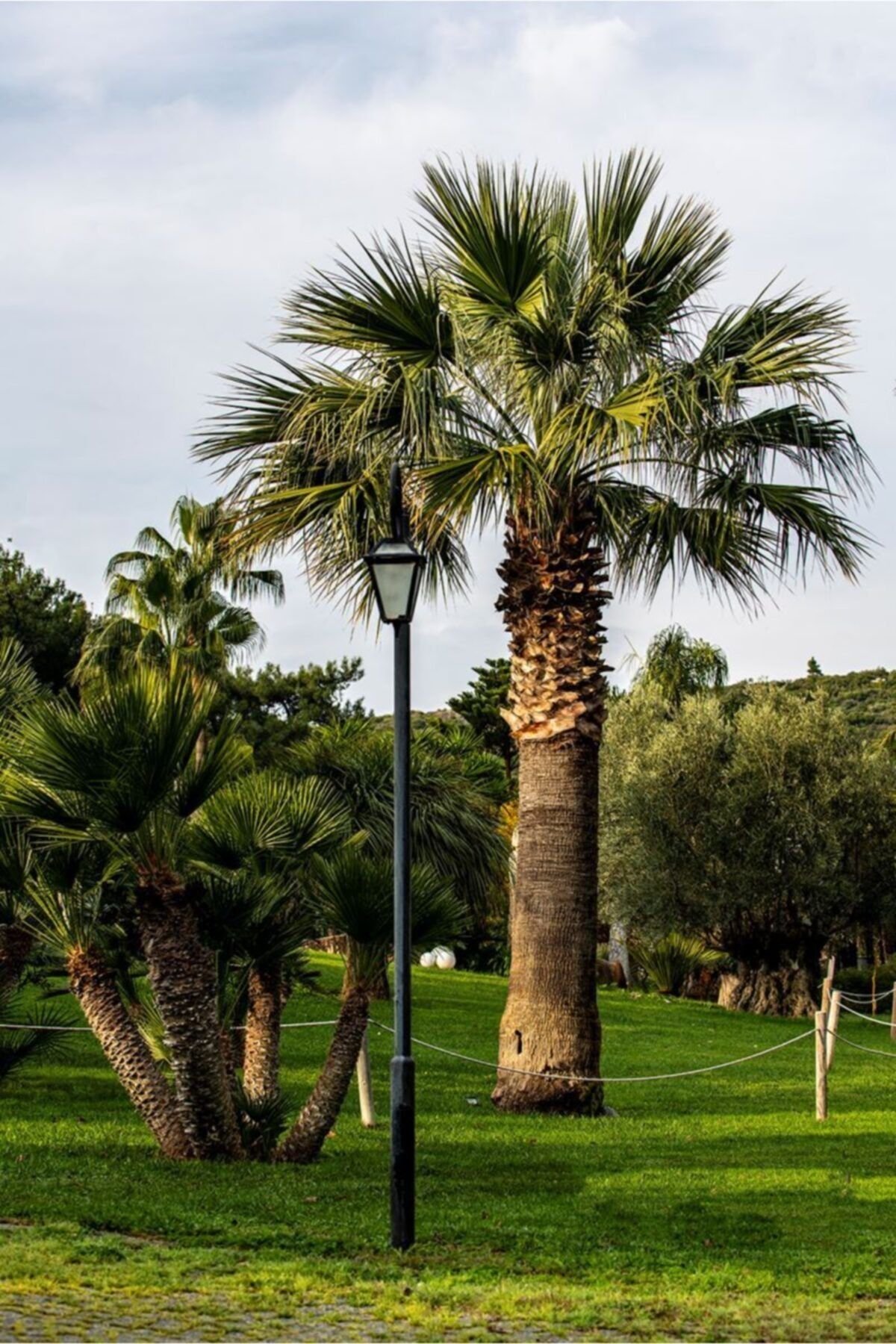 Doğalsan Tarım Palmiye Tohumu 100 gr 1200 Adet Palmiye Ağacı Tohumu Washingtonia Filifera Ağaç Tohumu
