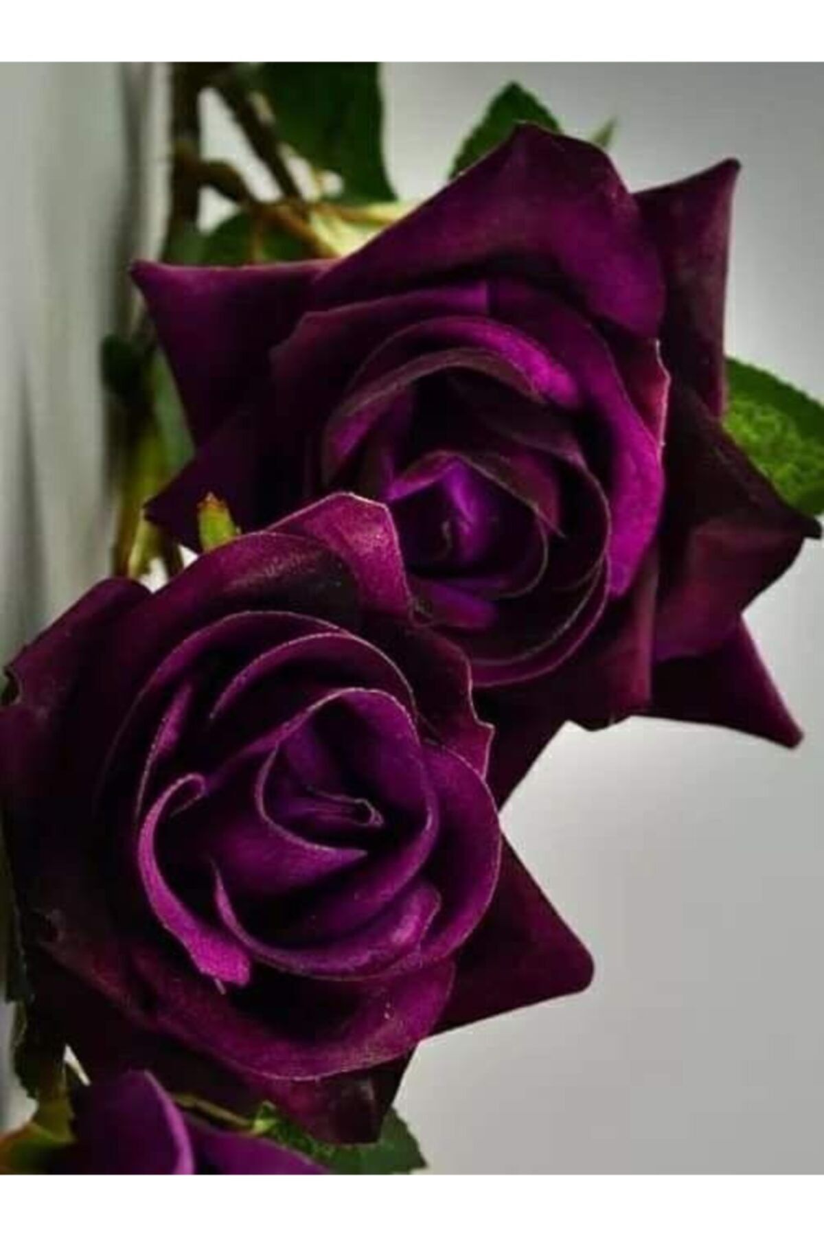 Роза фиолетовая бархатная