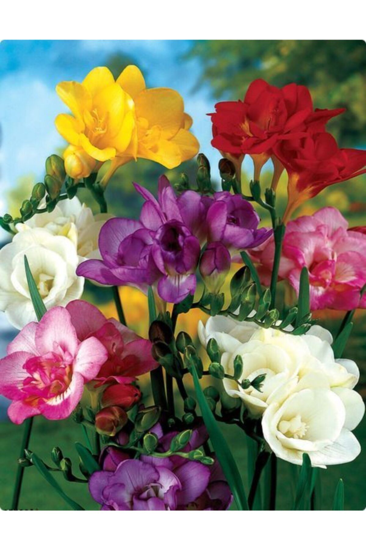 LOBELYA TOHUMCULUK 5 Adet Canlı Renklerde Karışık Frezya Çiçeği Soğanı Kokulu