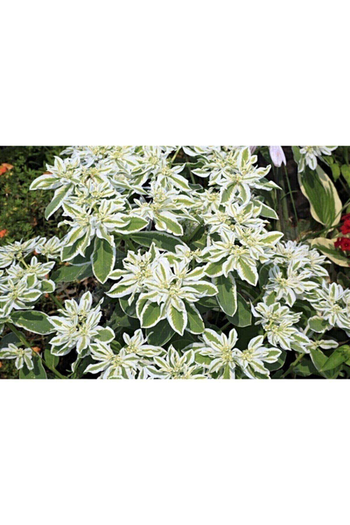 RAÇAM BOTANİK Üçüz Çiçeği Euphorbia Marginata Tohumu 5 Tohum