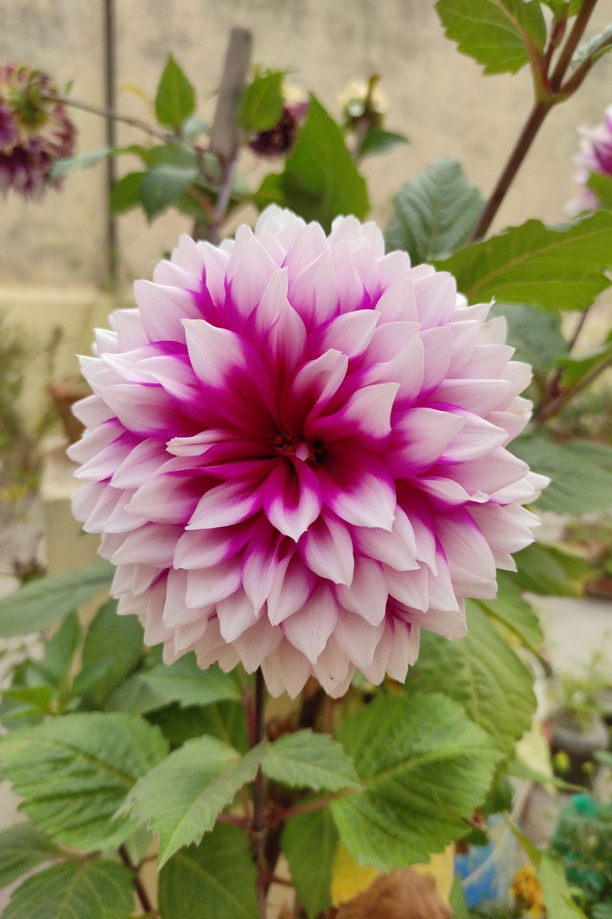 OXE GARDEN Dahlia Yıldız Çiçek Tohumu 10 Adet Doğal Ev Bahçe Için Ideal Saksı+torf Hediye