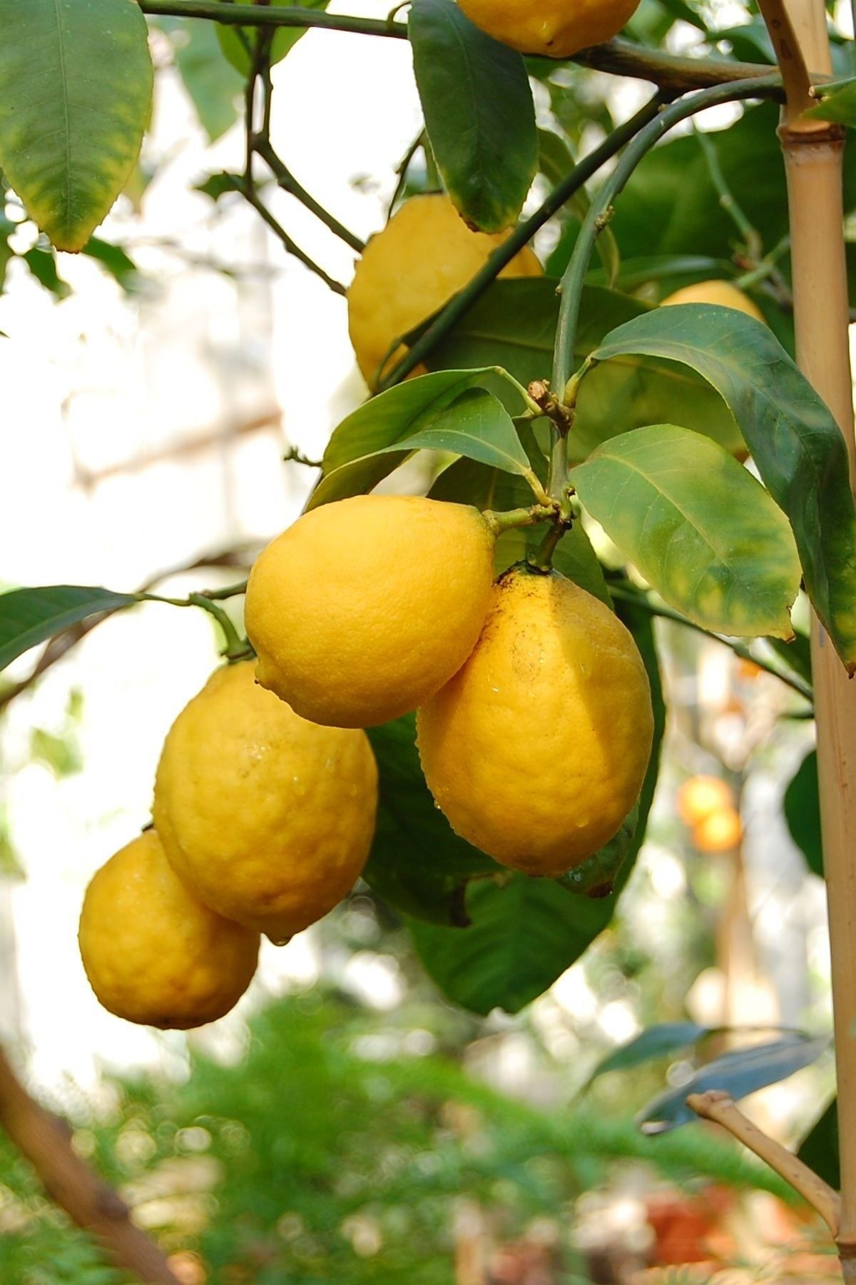 Куст с плодами похожими на лимон