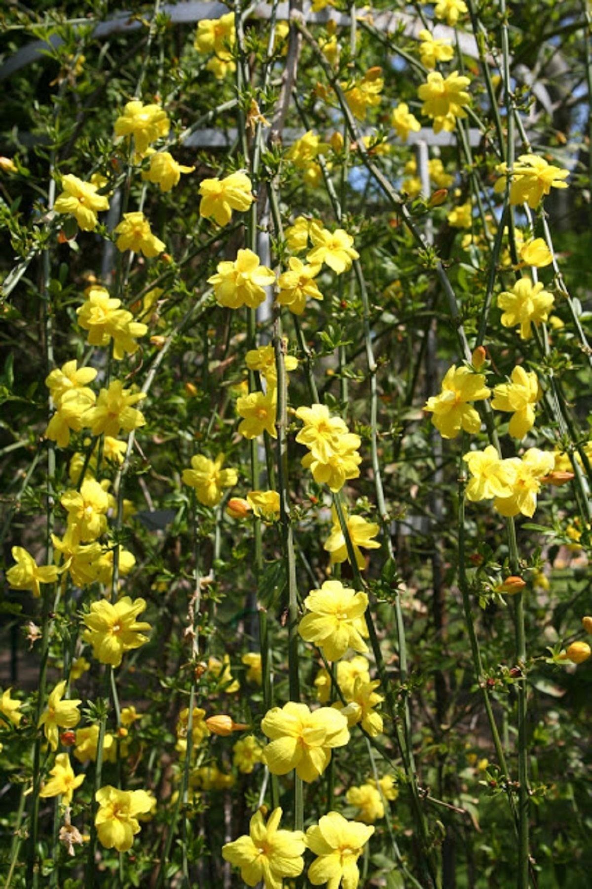 ALİBOTANİK Sarı Yasemin Çiçeği 60 cm Tüplü